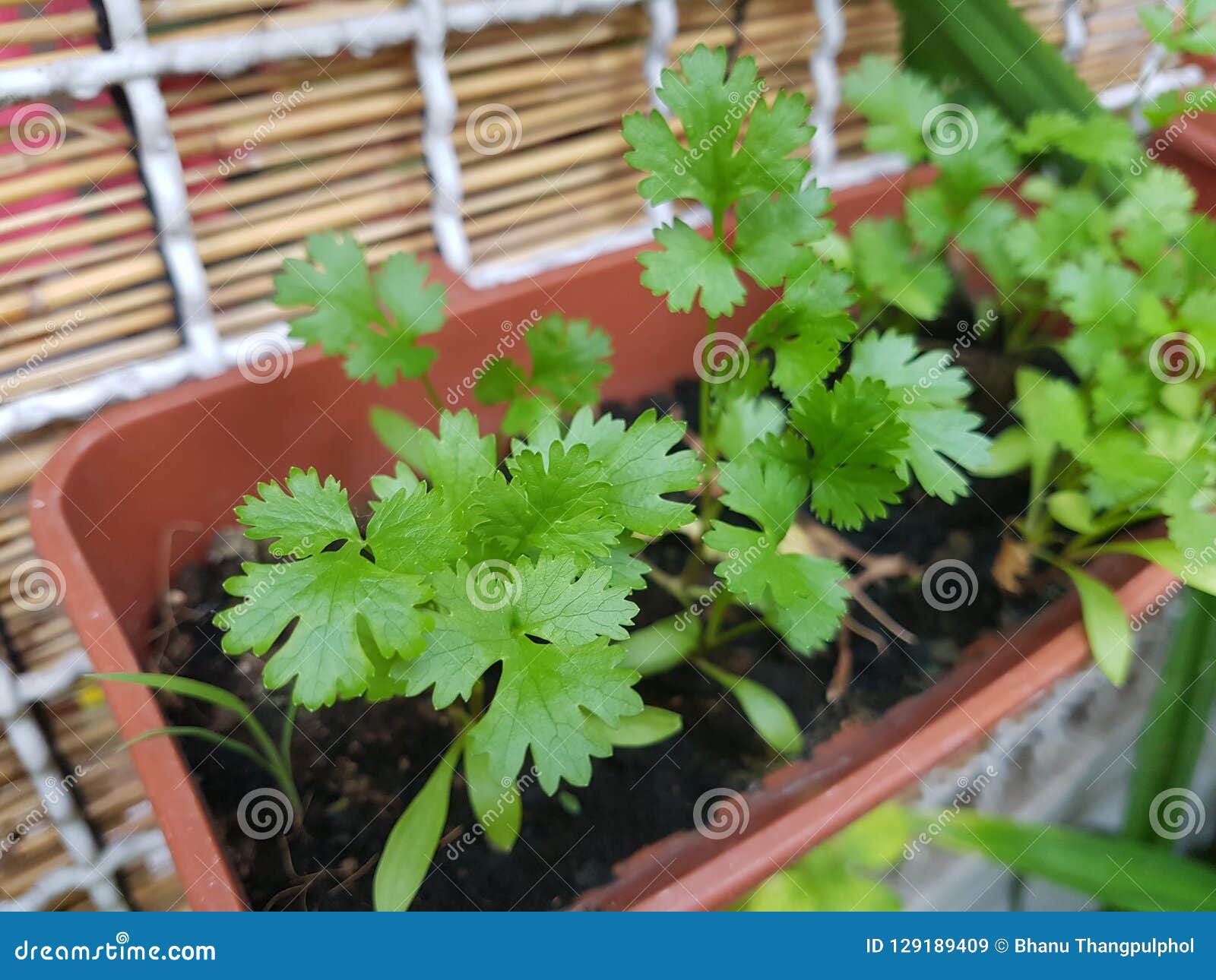 fresh cilantro garden pot