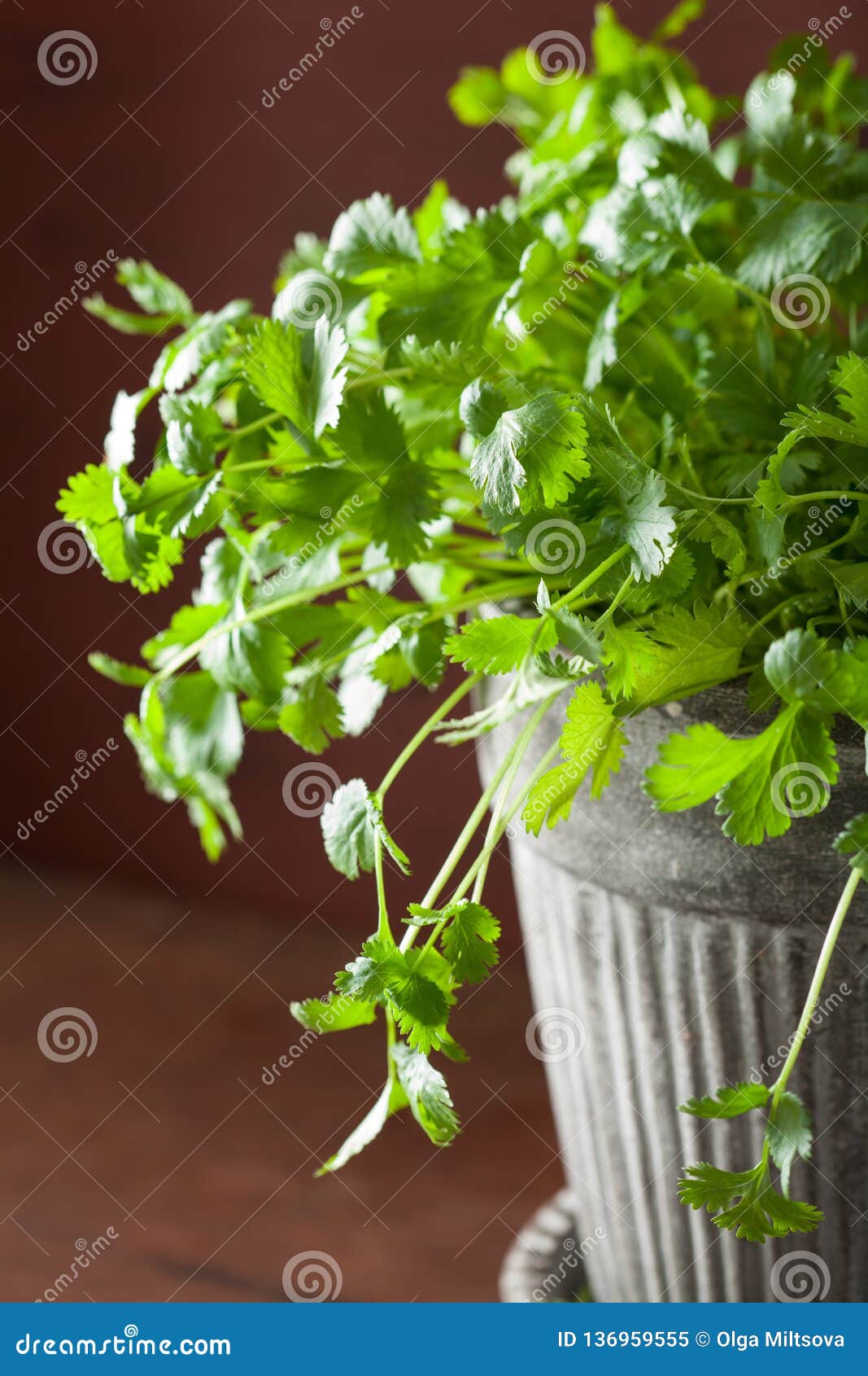 Fresh Cilantro Herb in Flowerpot Stock Image Image of herbal, leaf