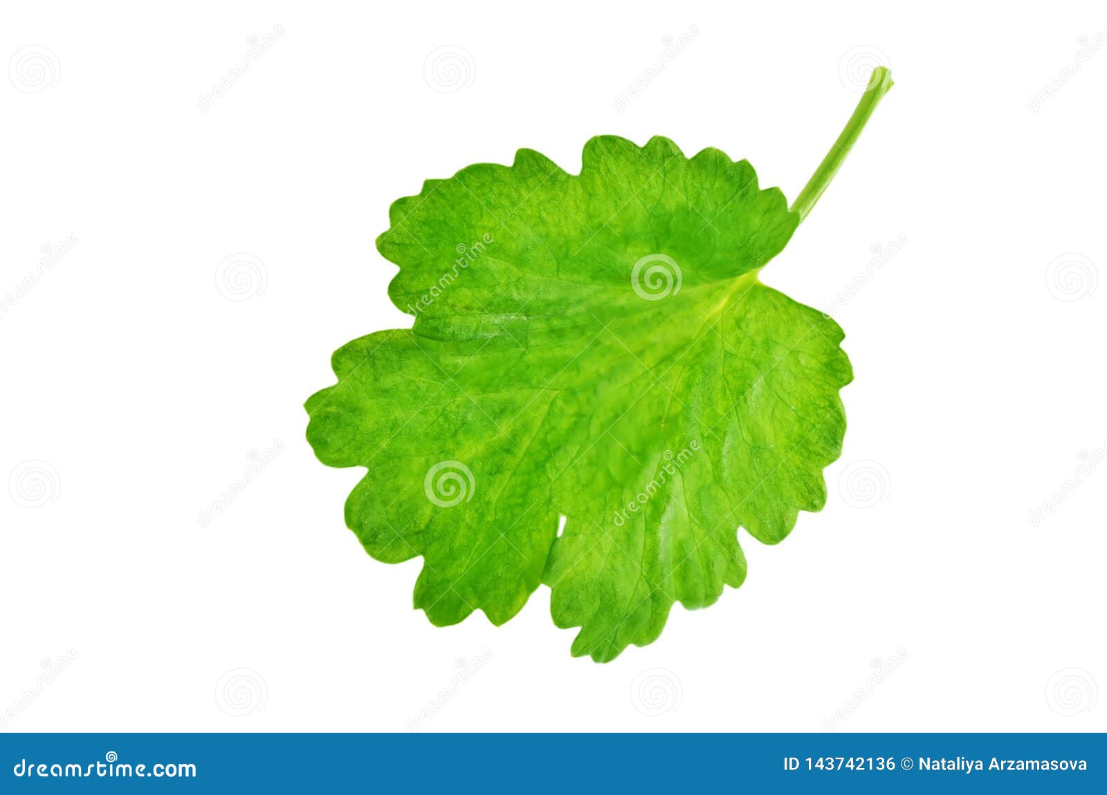 Fresh Cilantro Leaves on a White Background Stock Photo Image of
