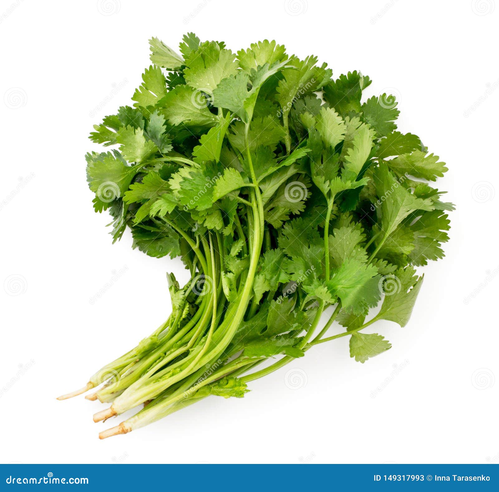 Fresh Cilantro Leaves on a White. the Form of the Top. Stock Image