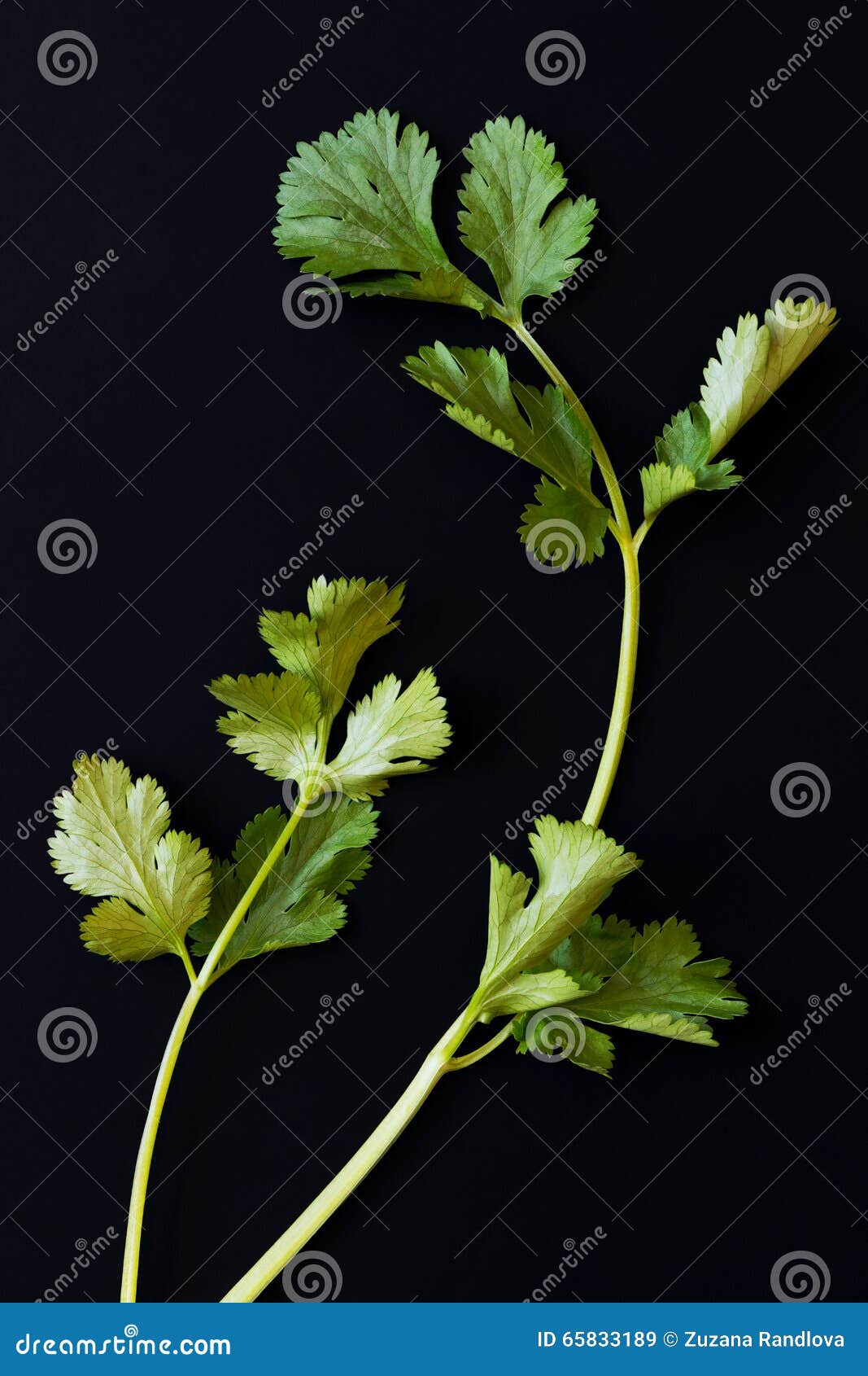Fresh Cilantro Sprigs (coriander) Stock Image Image of fresh