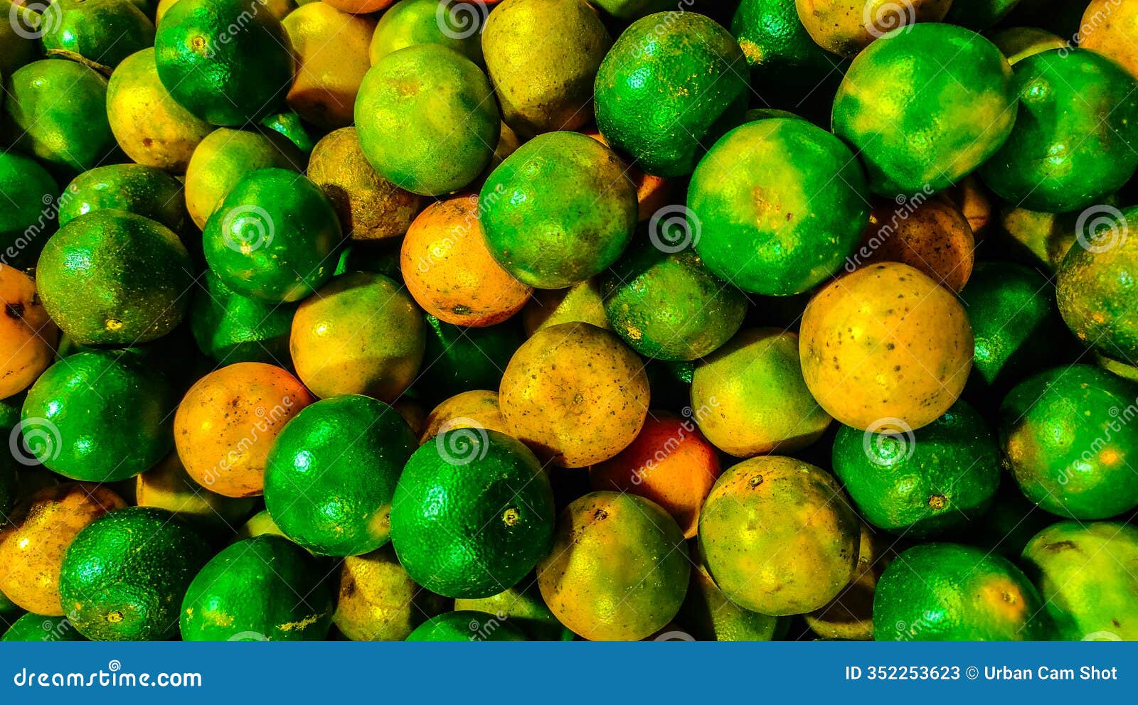 fresh citrus fruits in various stages of ripeness