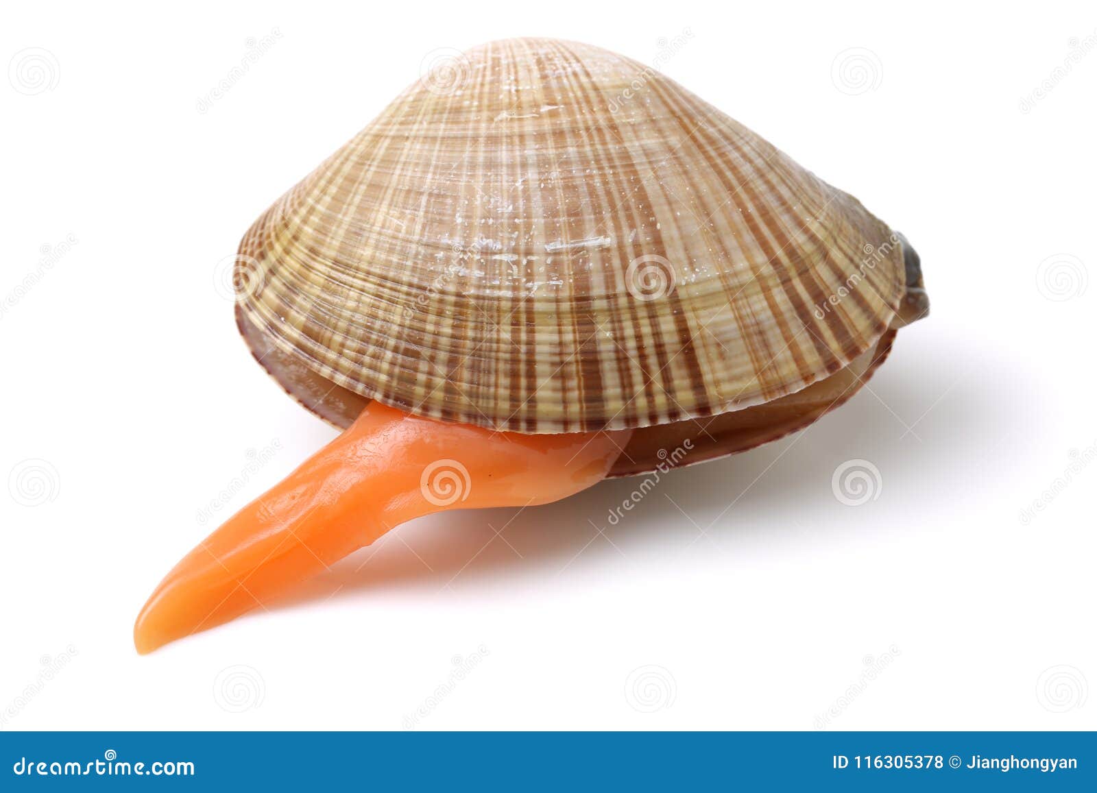 Fresh clams stock photo. Image of food, edible, eating 116305378