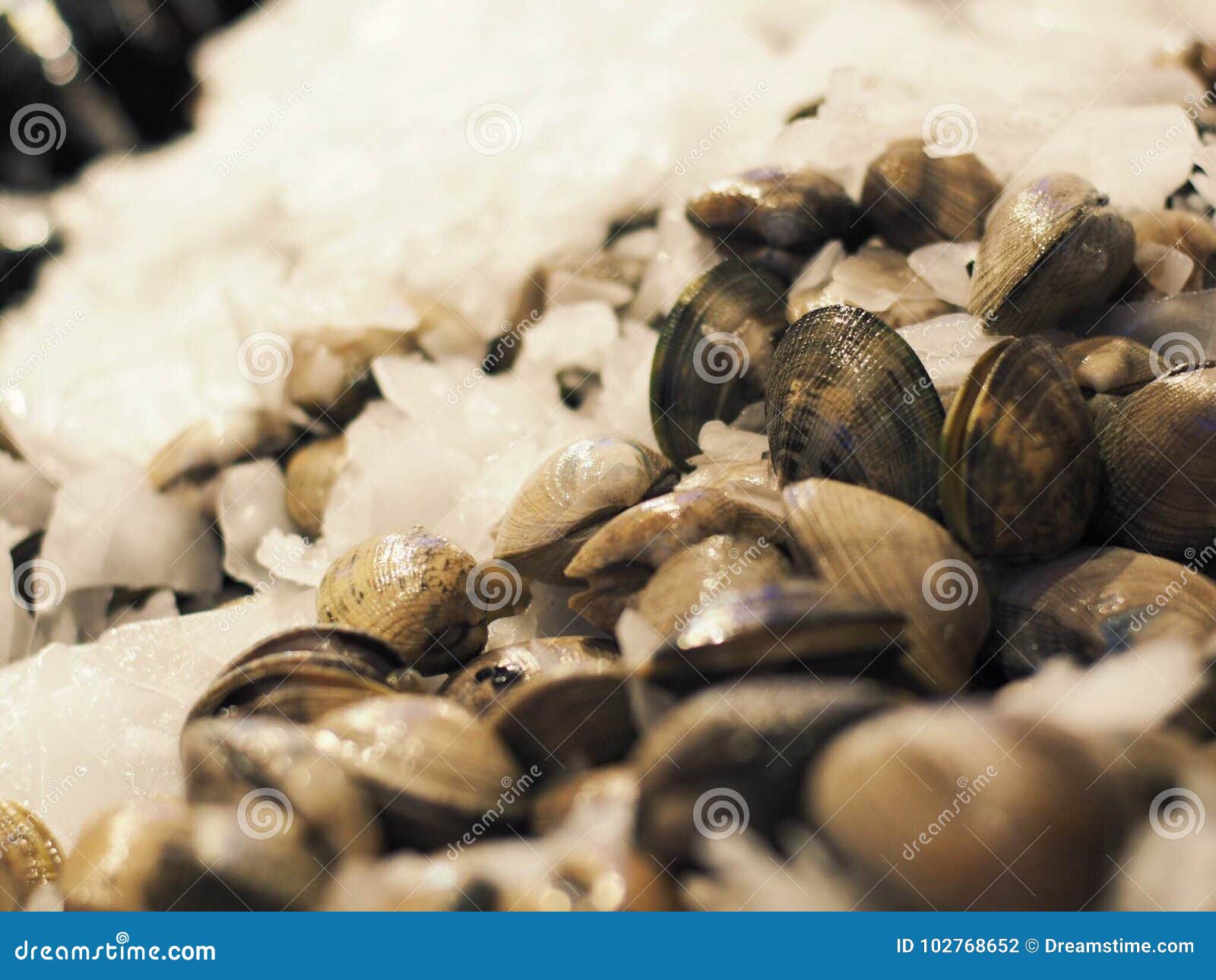 Fresh clams in the market stock photo. Image of place 102768652