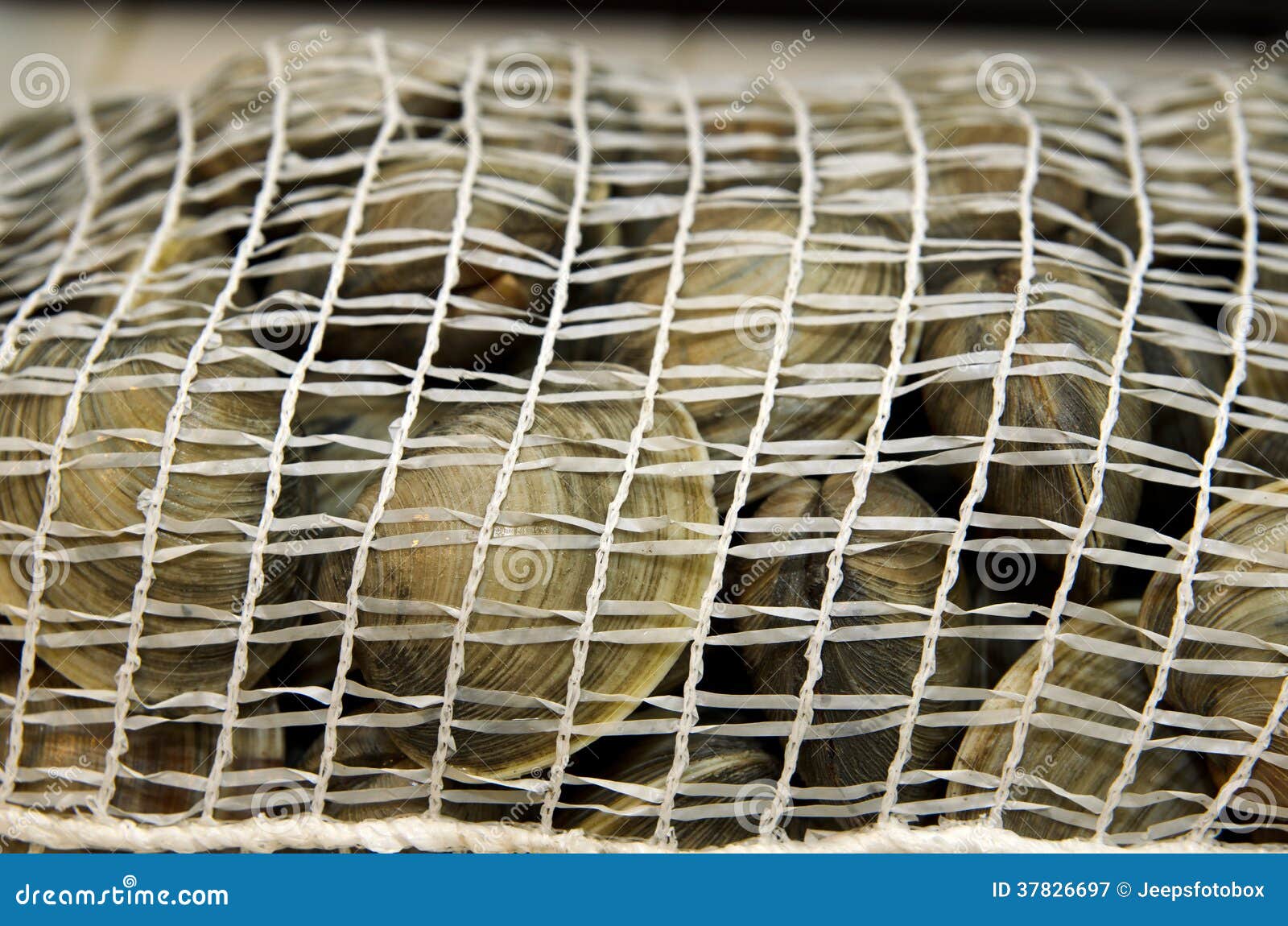 Fresh Clams in Mesh Seafood Bag Stock Image Image of animal, hard