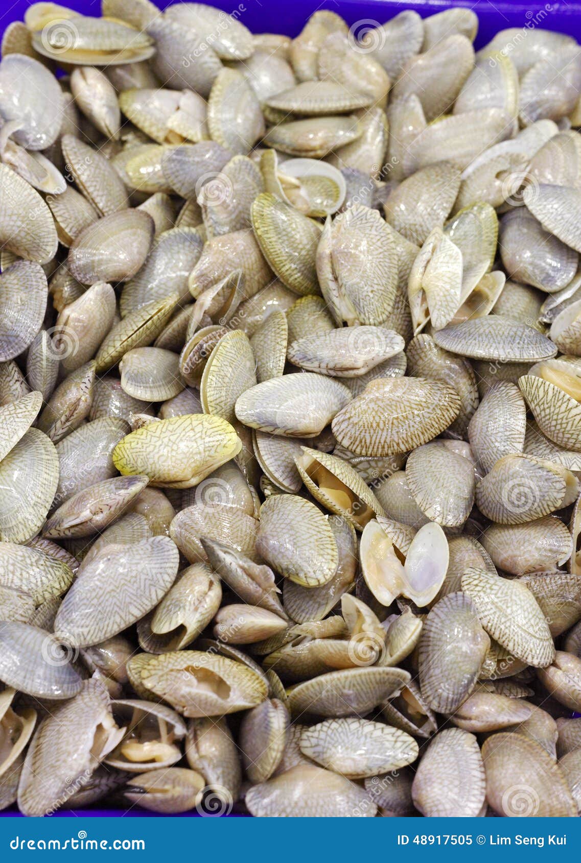 Fresh Clams stock image. Image of objects, market, freshness 48917505