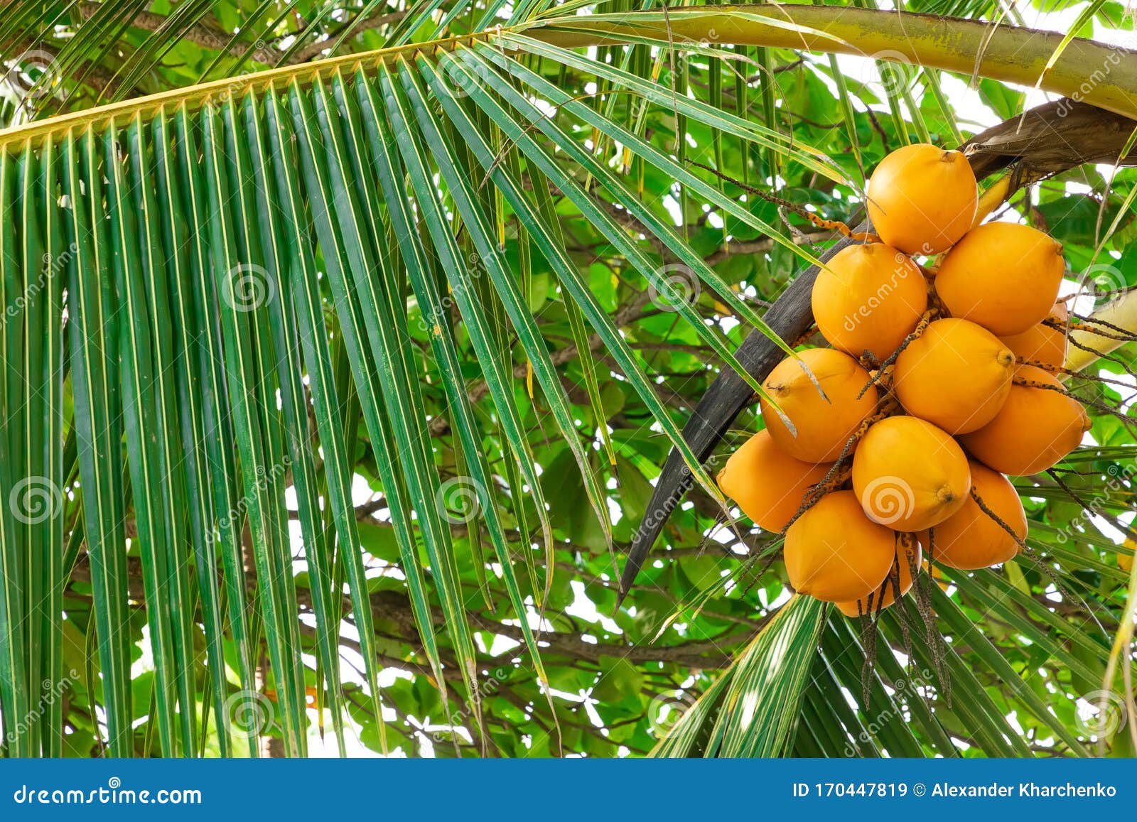 Fresh Coconut Cluster On Coconut Tree Stock Image Image Of Nutrition Outdoor 170447819 fresh-coconut-cluster-on-coconut-tree-stock-image-image-of-nutrition-outdoor-170447819