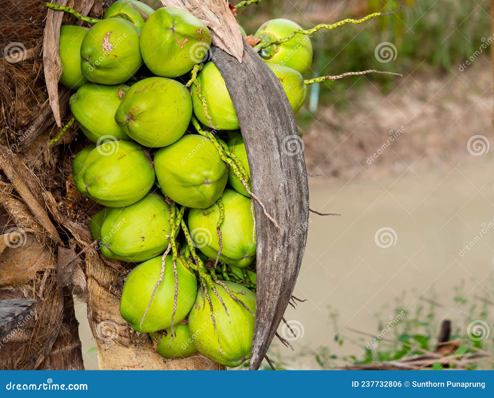 Fresh Coconut Fruit on Coconut Tree Stock Photo Image of fresh, leave