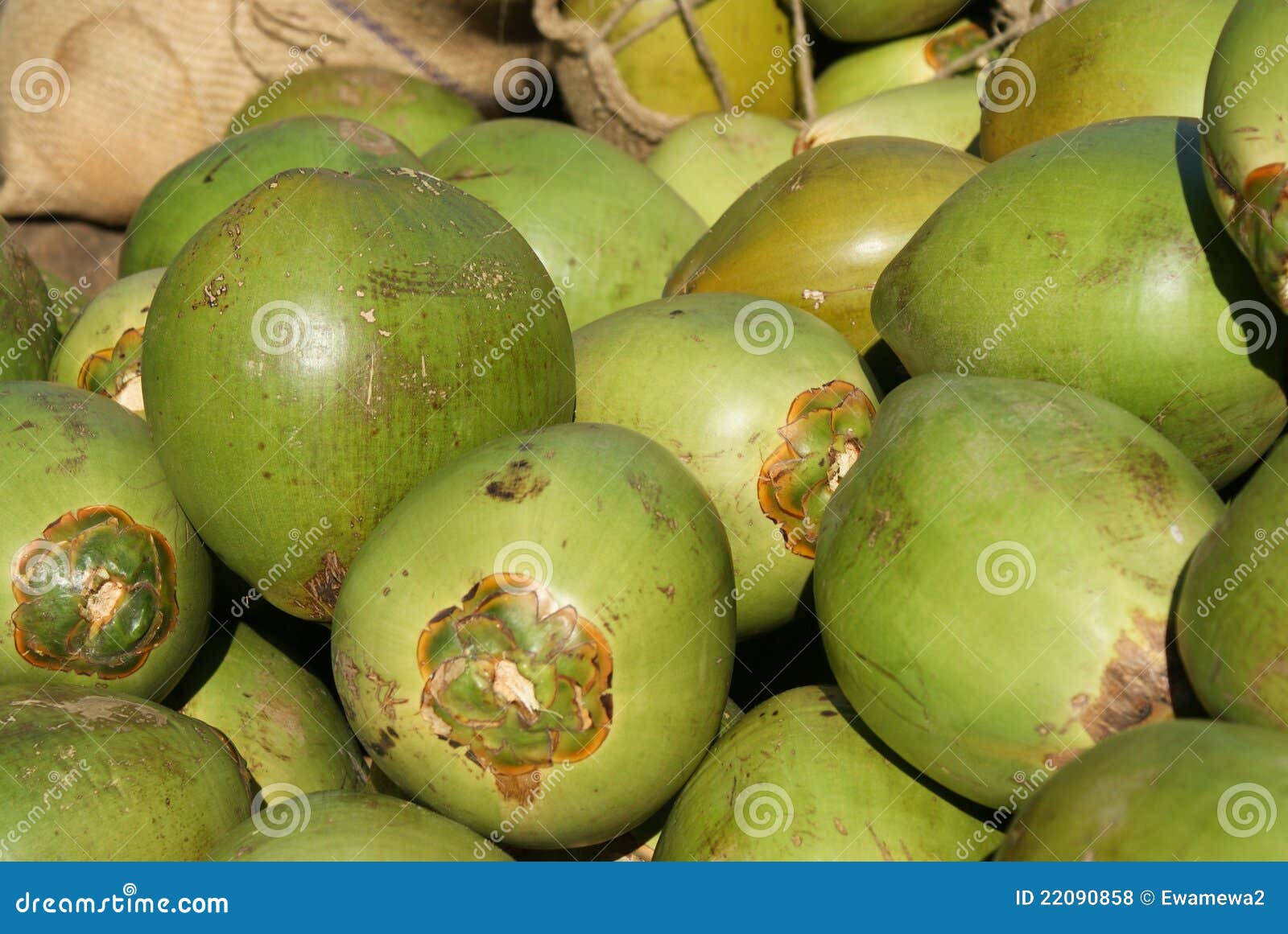 Fresh coconuts stock photo. Image of plant, vitamins 22090858