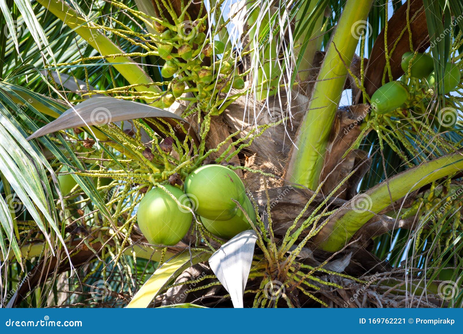 Fresh Coconuts Fruit Hanging on Coconut Tree Stock Image Image of