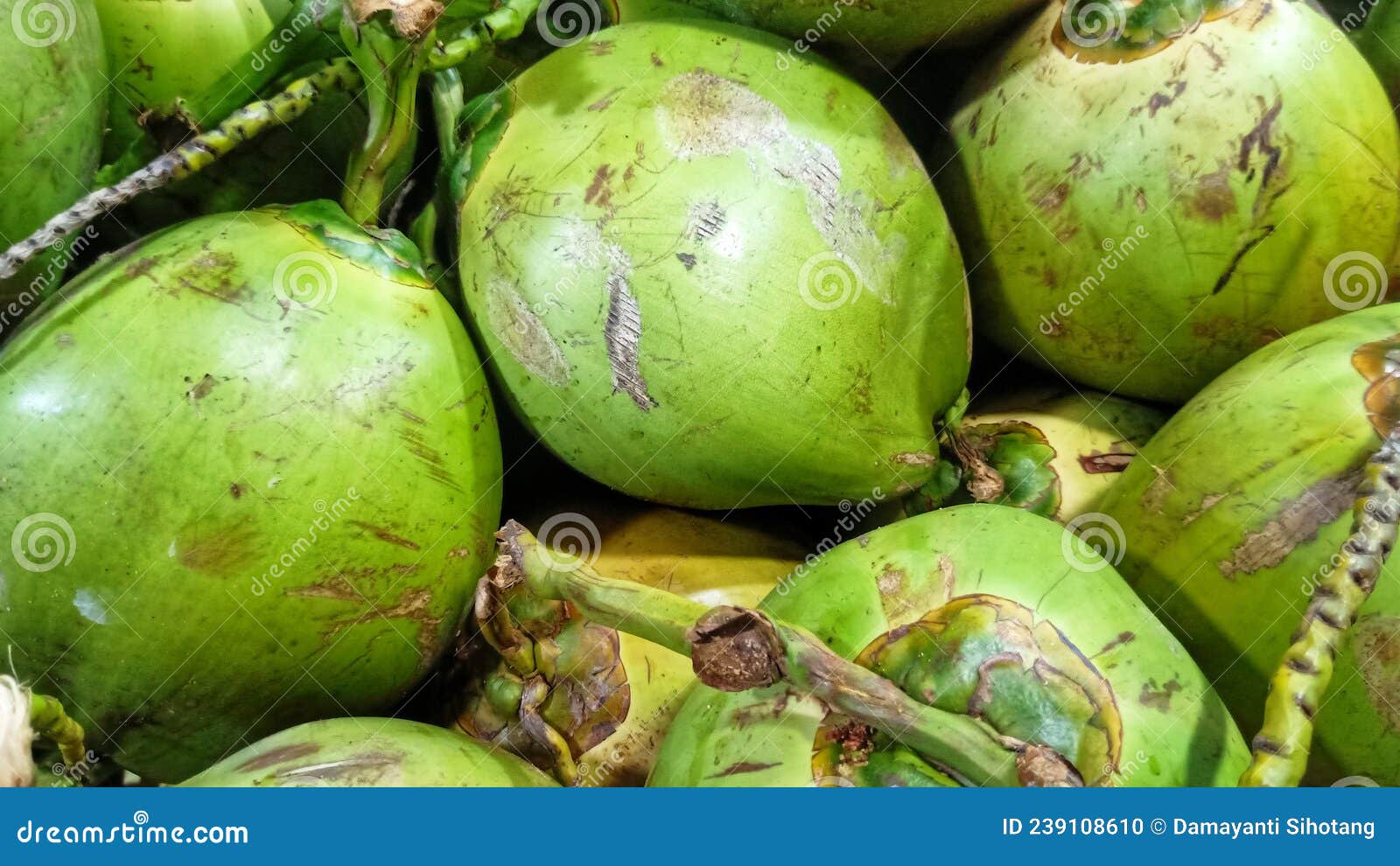 Fresh Coconuts for Softdrink Stock Photo Image of green, tree 239108610