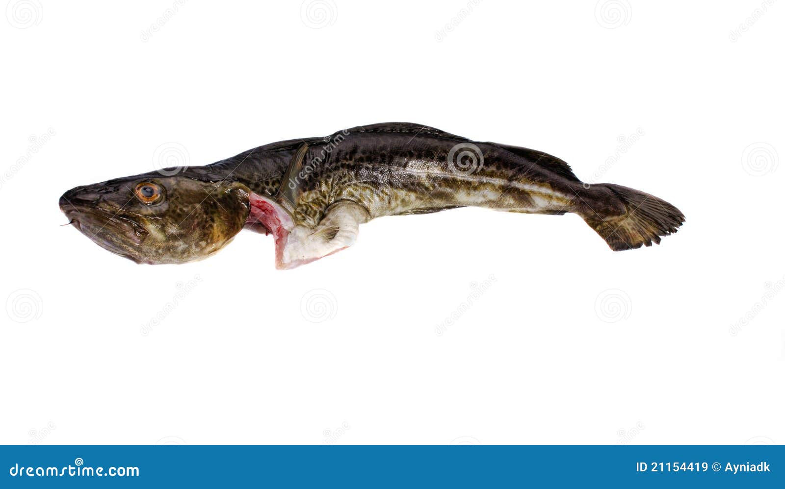 Fresh cod fish stock image. Image of fishing, seafood 21154419