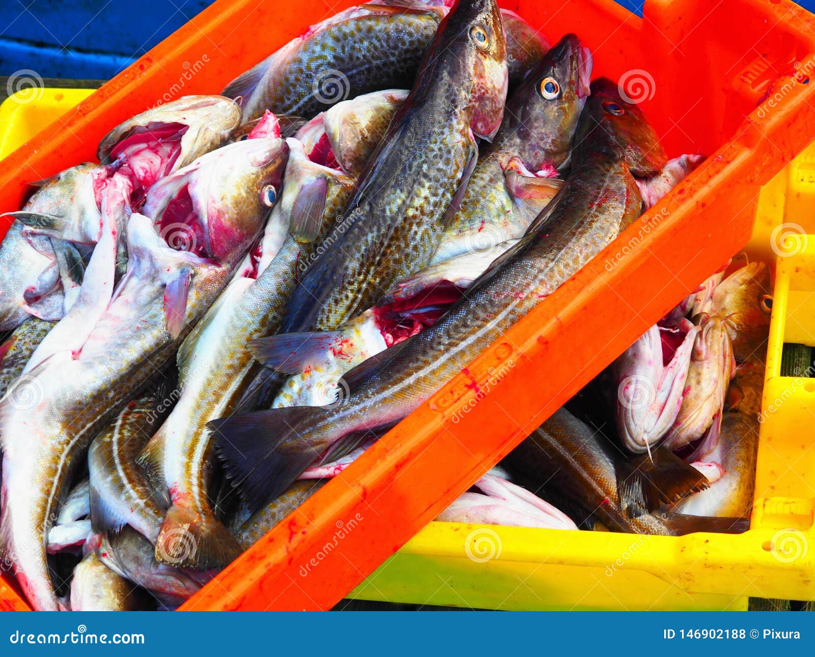 Fresh Cod Fish from a Fishing Boat Stock Photo Image of head, lemon