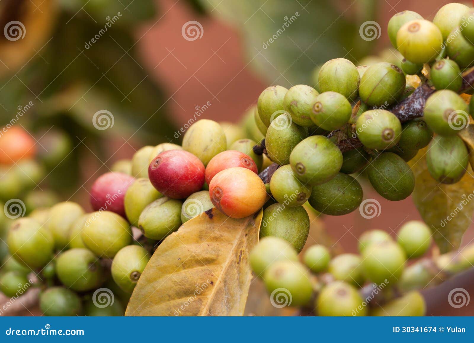 Fresh Coffee Bean on the Coffee Tree Stock Photo Image of cultivation