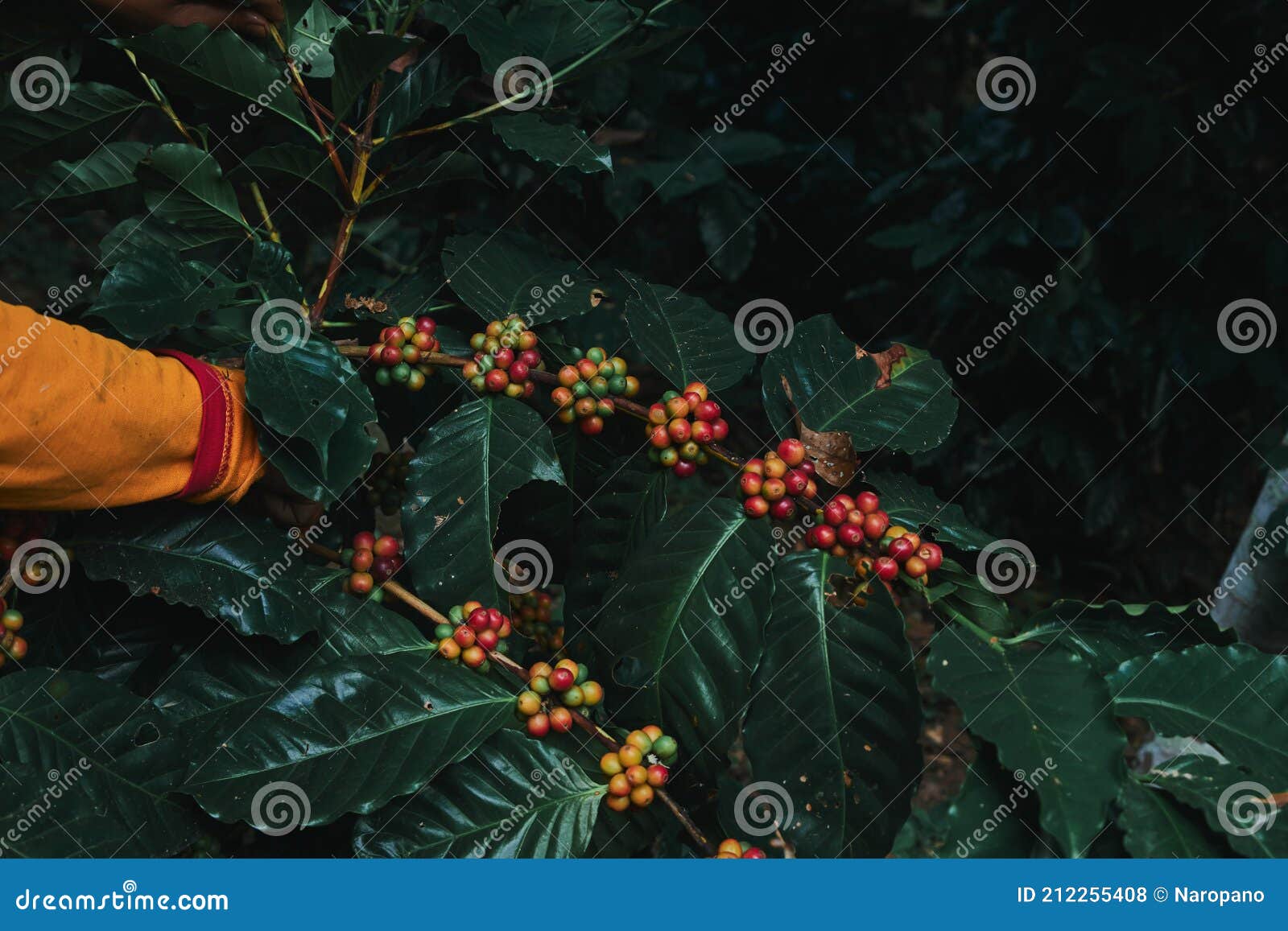 Fresh Coffee Bean, Farmers Harvesting Coffee Beans Stock Photo Image