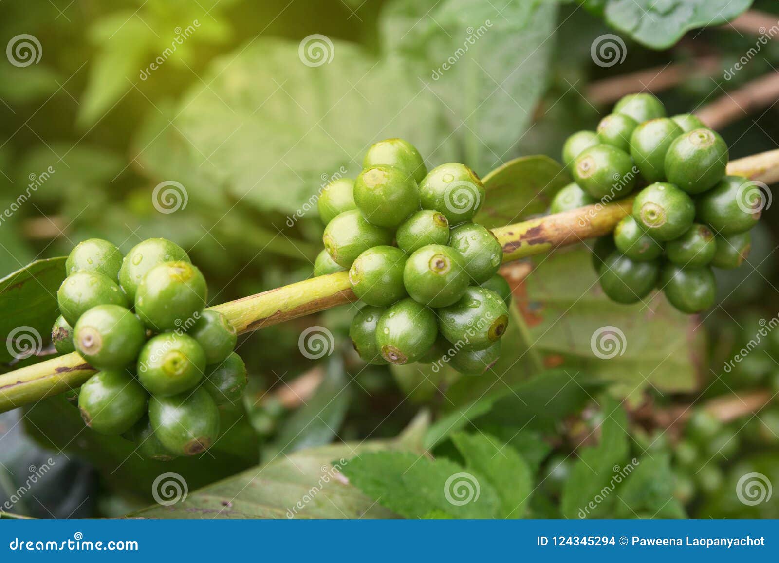 Fresh Coffee Beans in the Farm Stock Photo Image of natural, bali 124345294