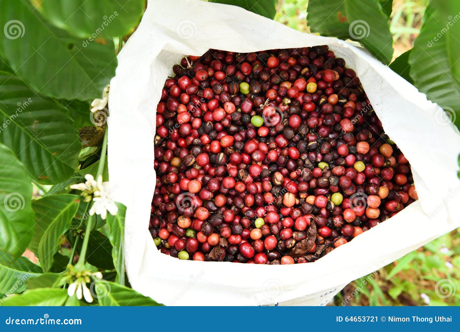 Fresh Coffee Beans before Roast Stock Image Image of harvest, bean