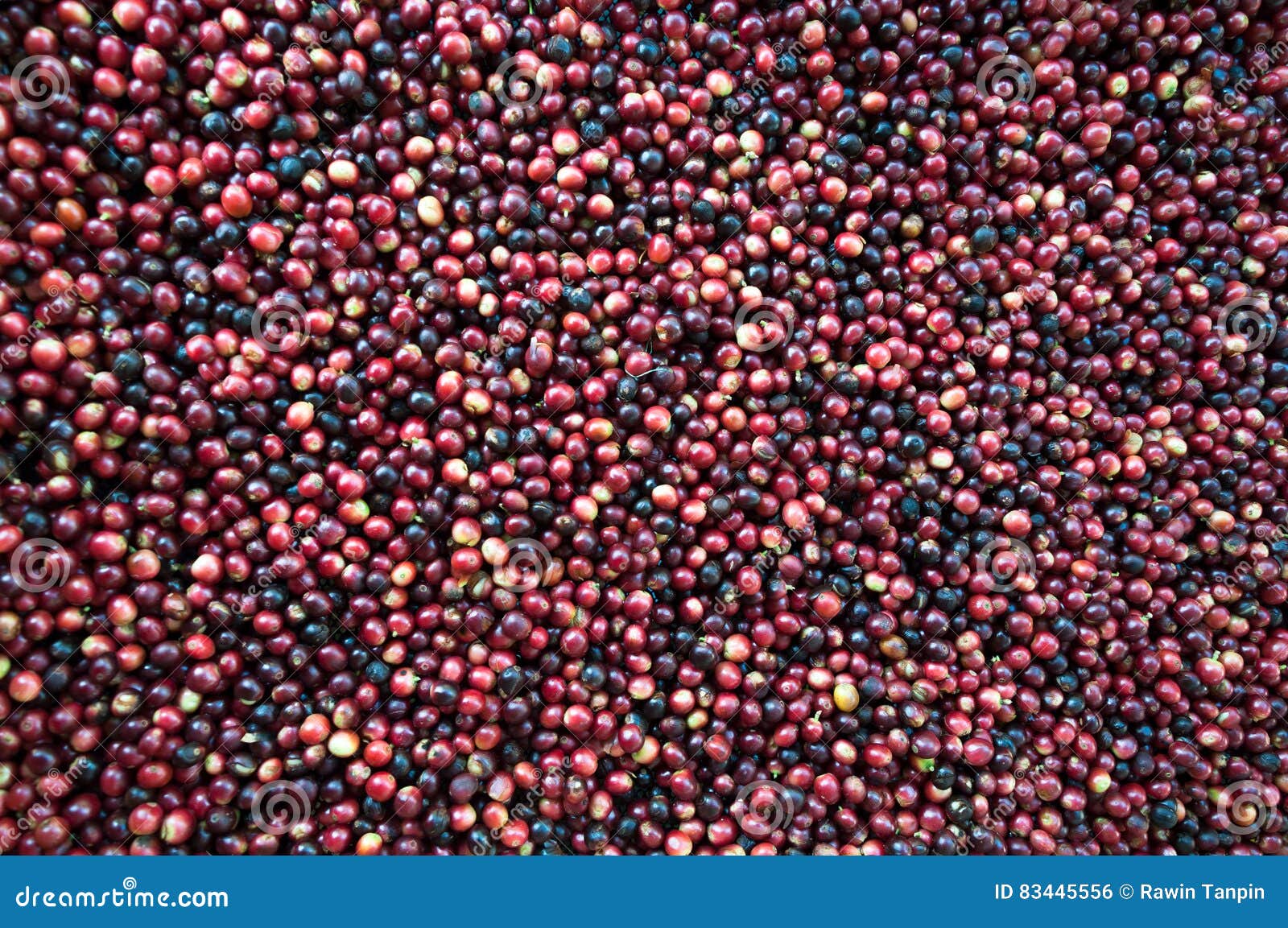 Fresh Coffee Beans before Roast Stock Photo Image of grow, beverage