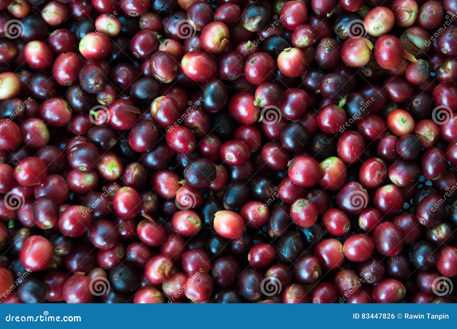 Fresh Coffee Beans before Roast Stock Photo Image of arabica, harvest