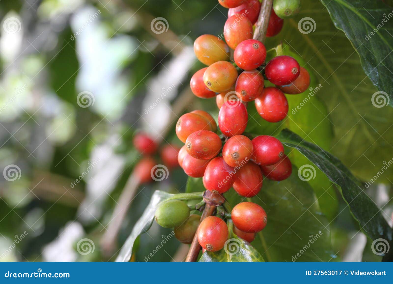 Fresh coffee cherries stock image. Image of arabica, caffeine 27563017