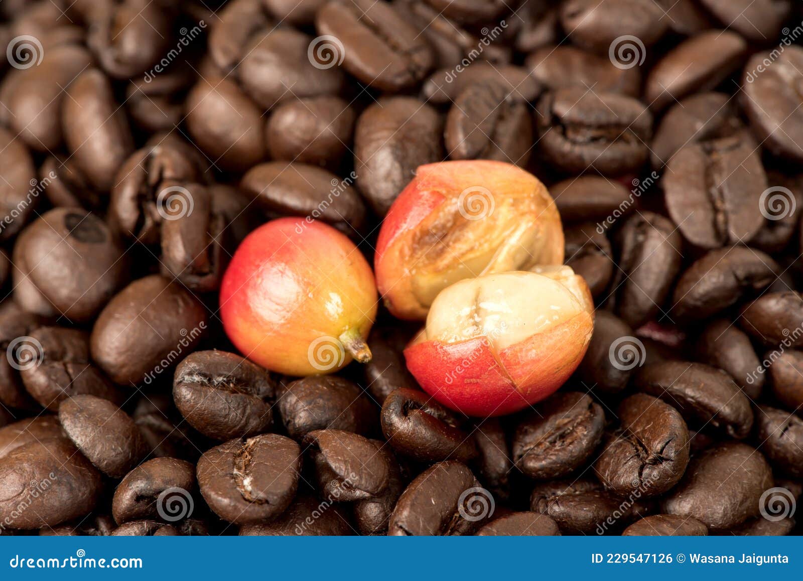 Fresh Coffee Fruits and Roasted Coffee Isolated on White Surface Stock