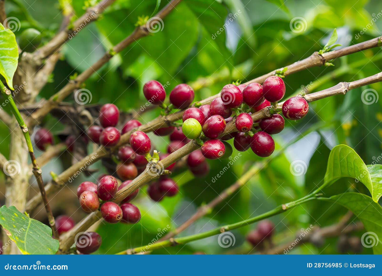 Fresh coffee seed stock image. Image of green, plantation 28756985