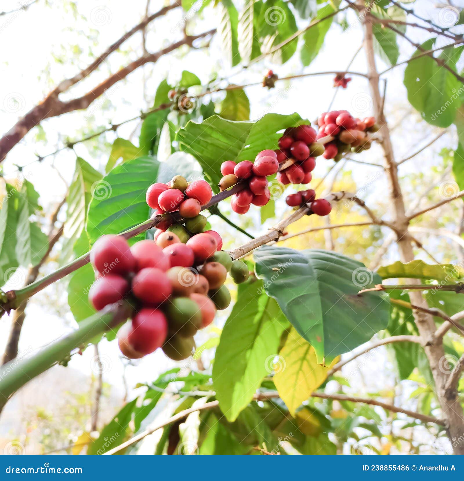 Fresh Coffee Seeds on Its Plant Stock Photo Image of berry, cafe