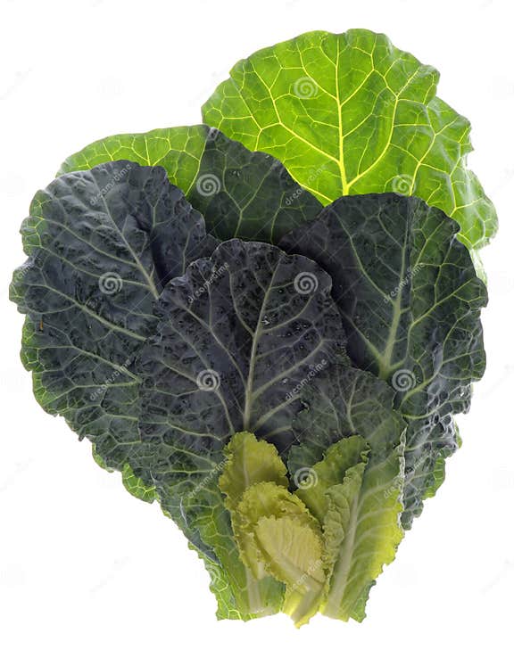 Fresh Collard Greens stock image. Image of southern, green 24479893