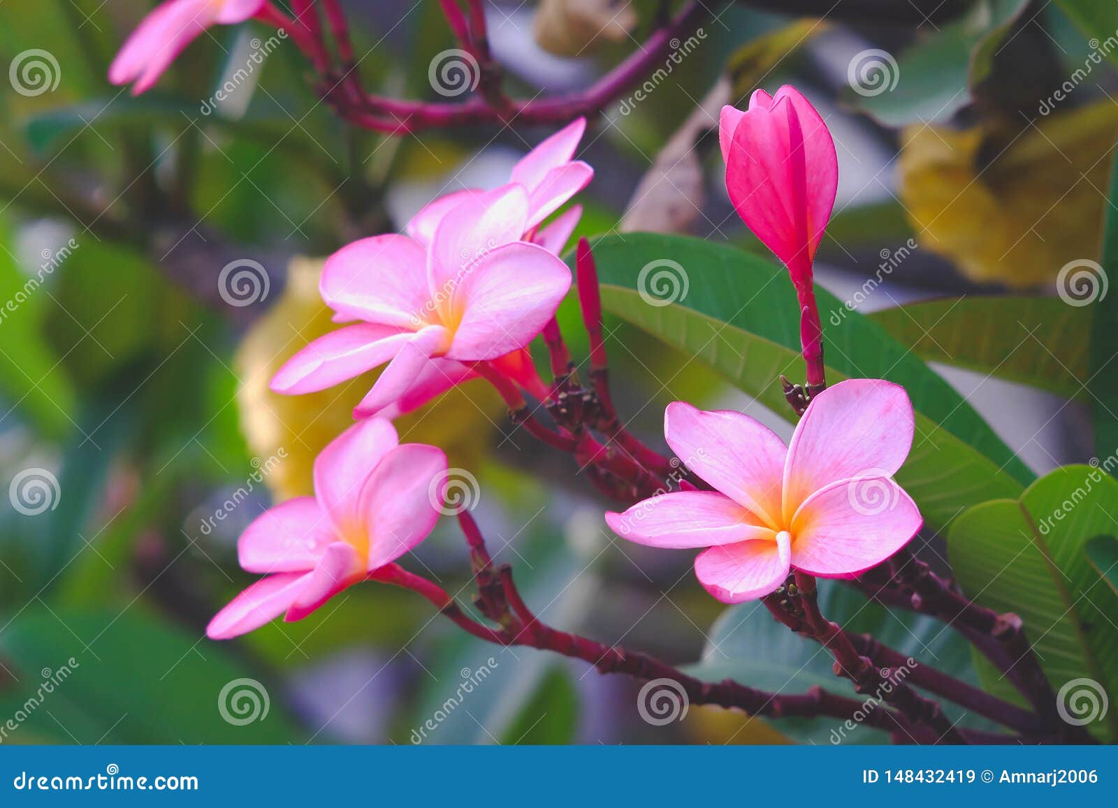 Fresh Colorful Plumeria on Tree Stock Image Image of floral, relax
