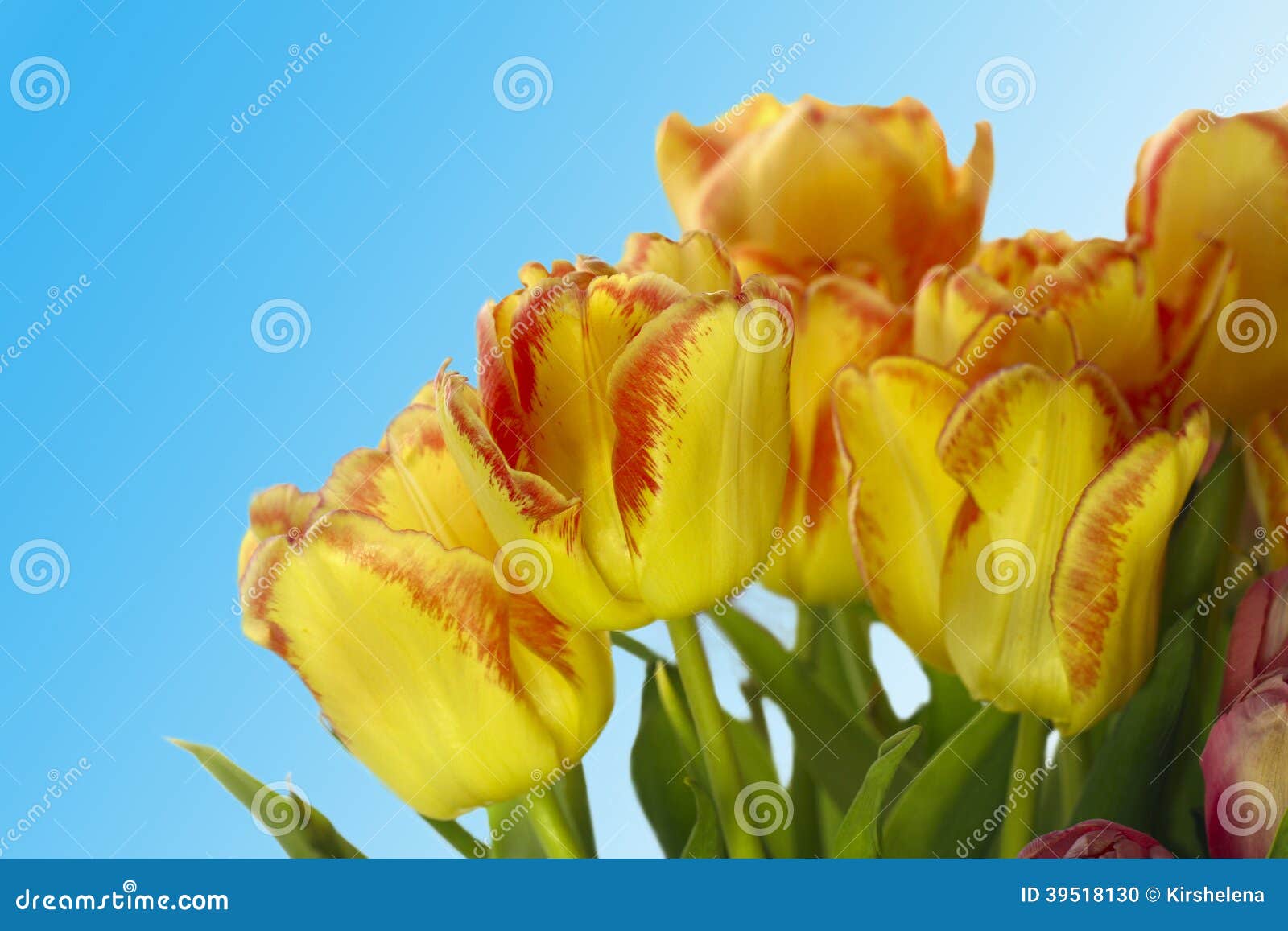 Fresh Colorful Tulips on Blur Background Stock Photo Image of bouquet