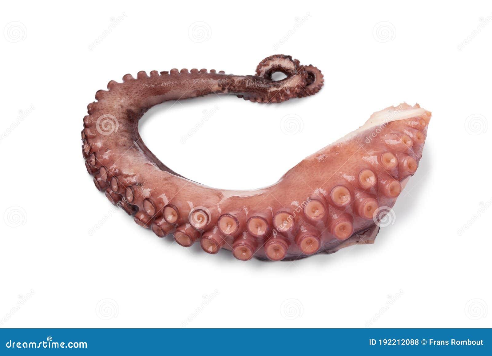 Fresh Cooked Octopus Tentacle Close Up Stock Photo - Image of