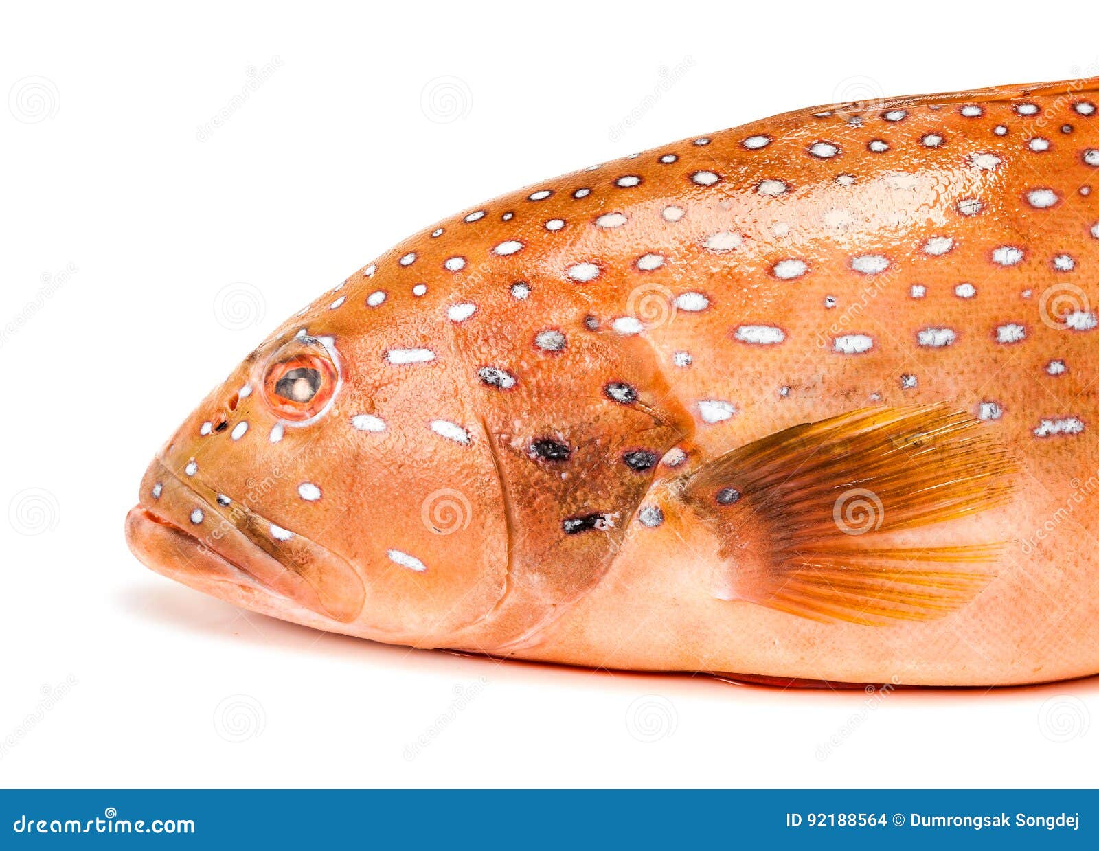 Fresh Coral Trout Fish Isolated on White Background Stock Photo Image of background, fishery