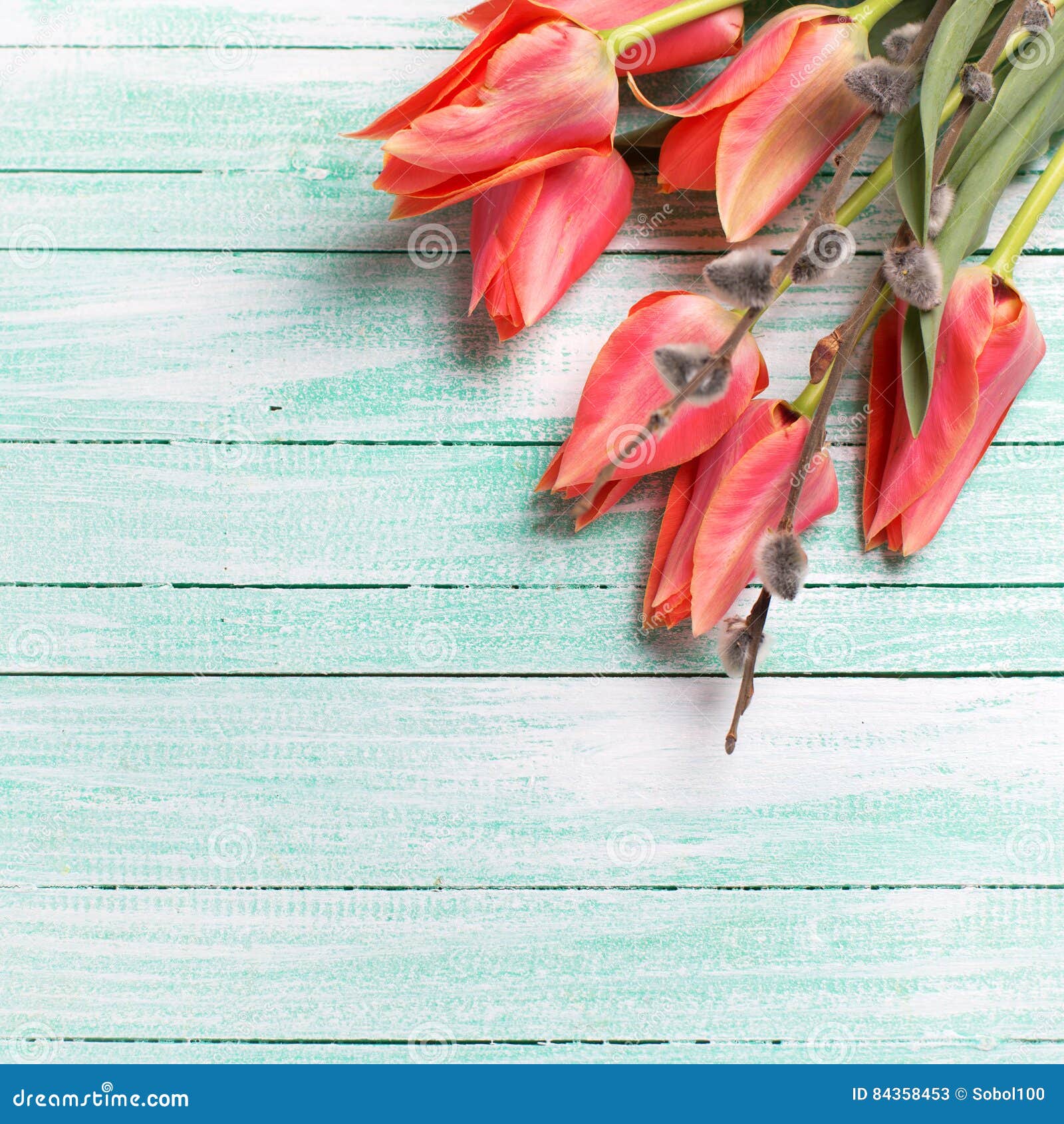 Fresh Coral Tulips and Willow on Turquoise Painted Wooden Stock Image ...