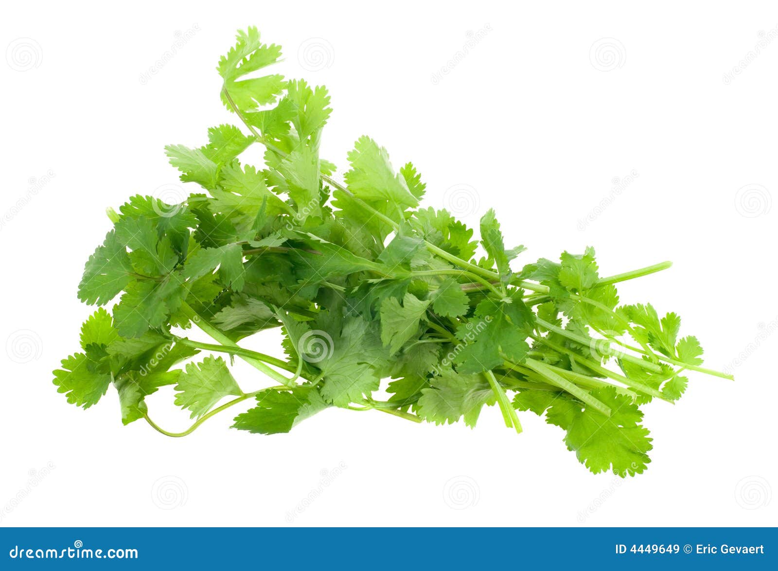Fresh coriander stock image. Image of herbs, herbal, ingredient 4449649