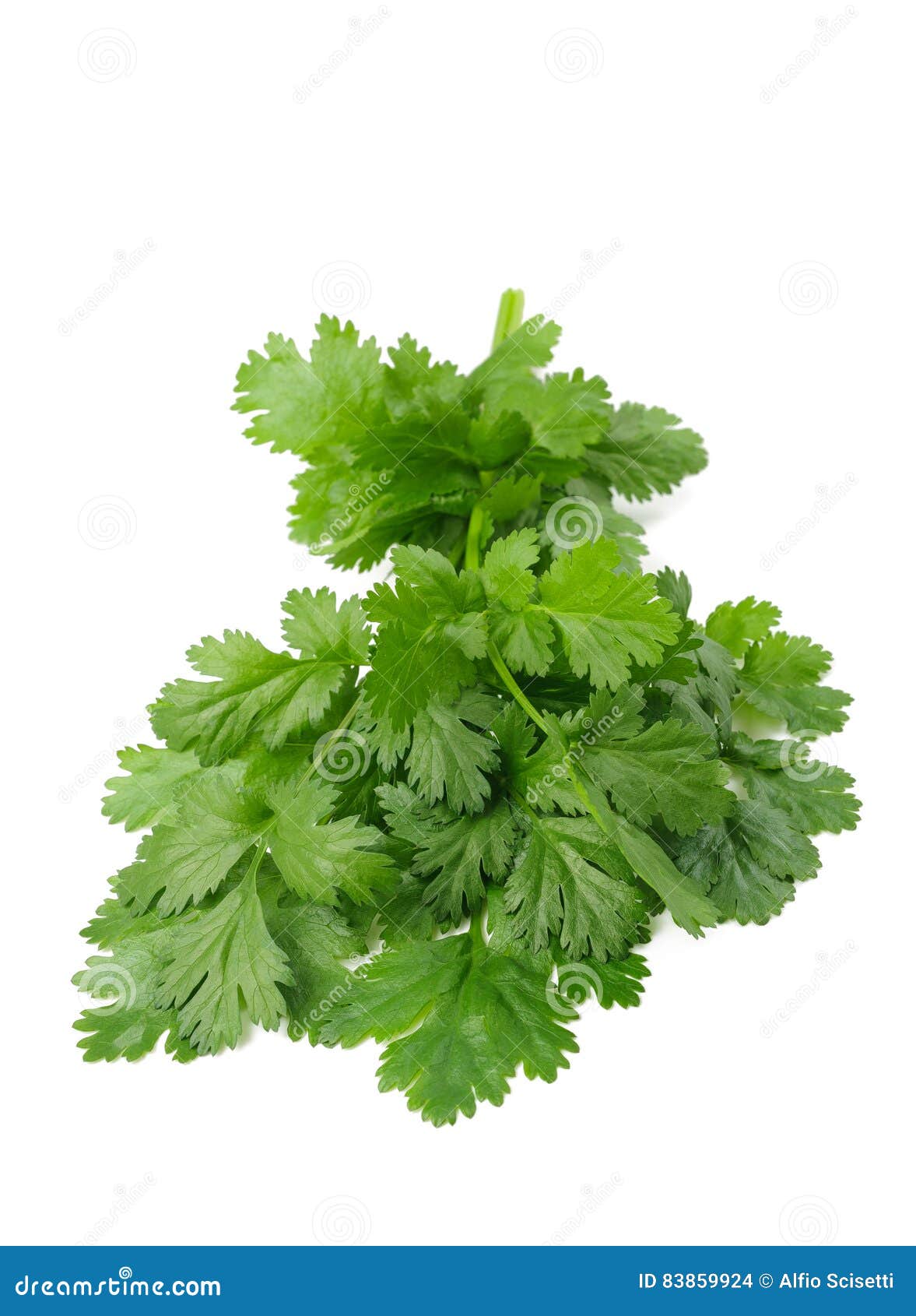 Fresh Coriander bunch stock photo. Image of chinese, tasty 83859924