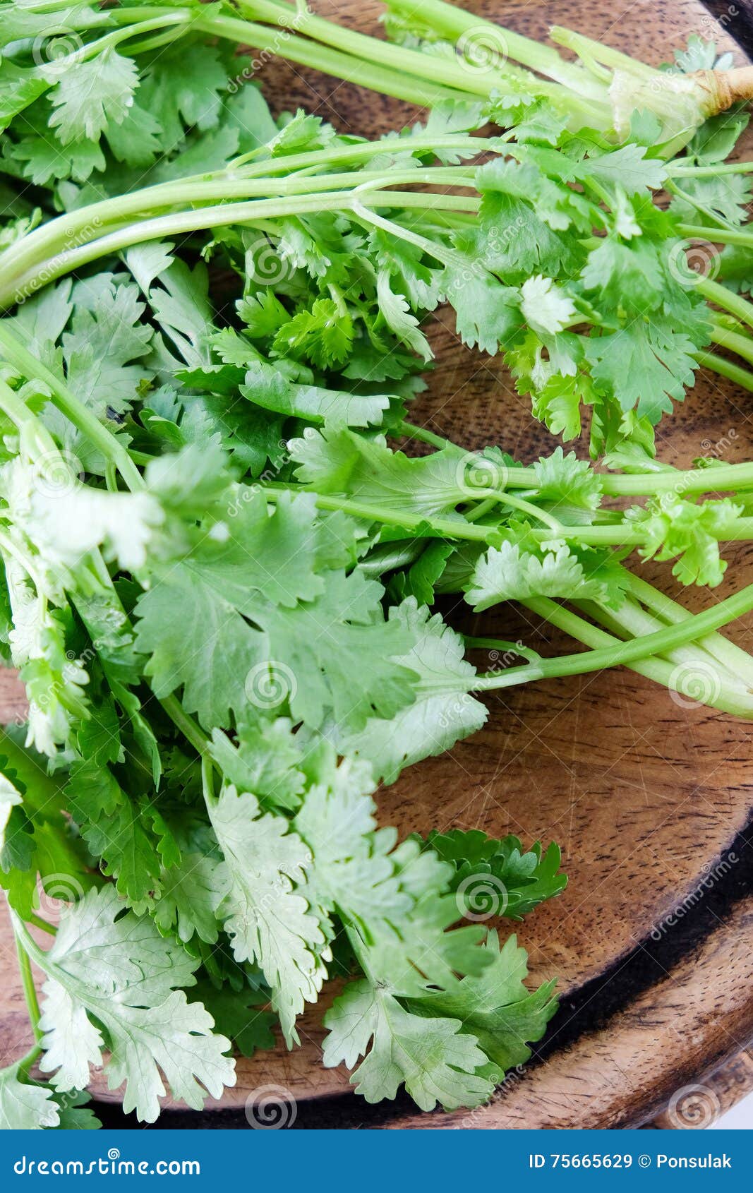 Fresh coriander stock image. Image of agriculture, freshness 75665629
