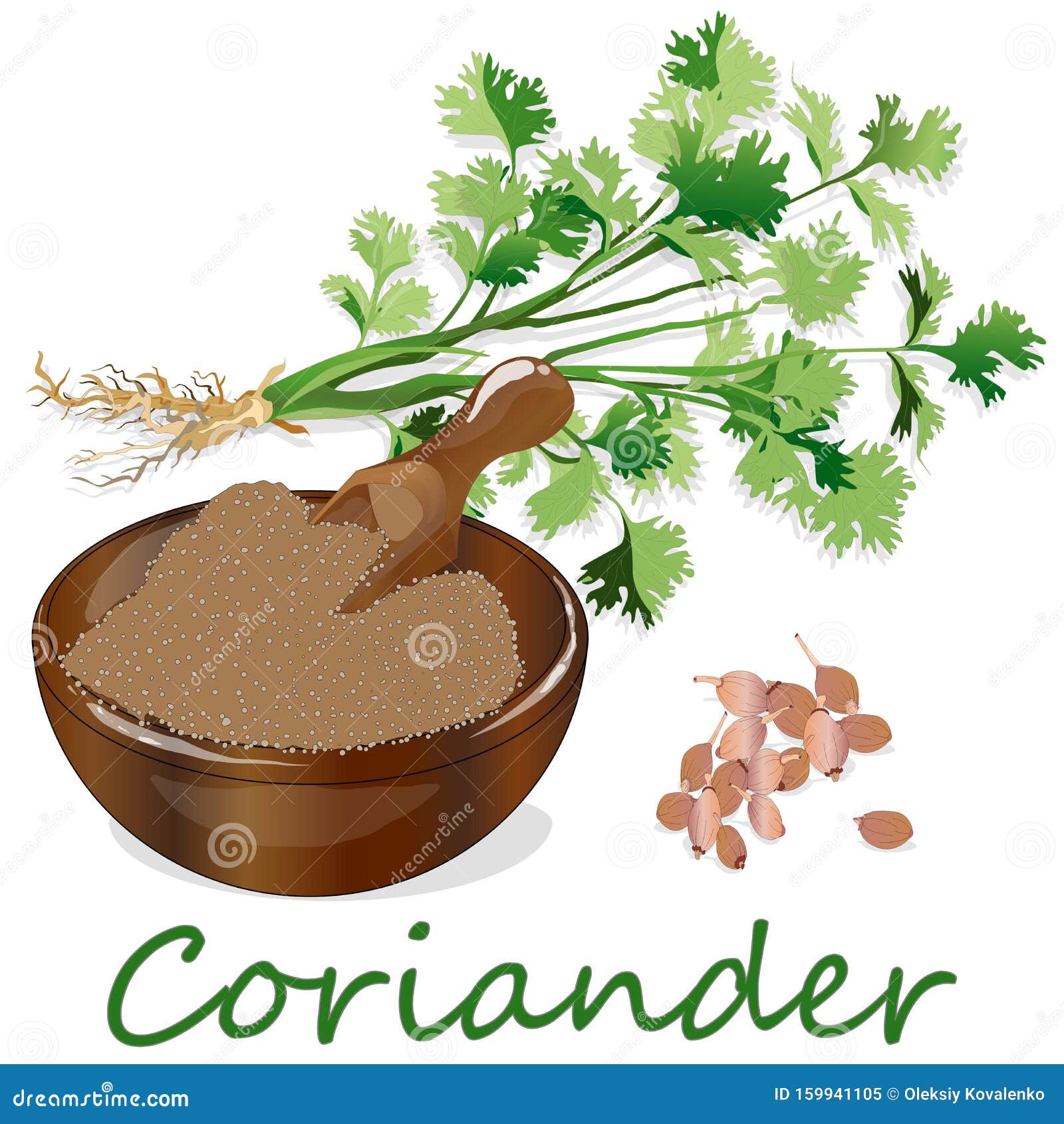 Fresh Coriander or Cilantro Herb.Coriander Powder in the Cup Stock