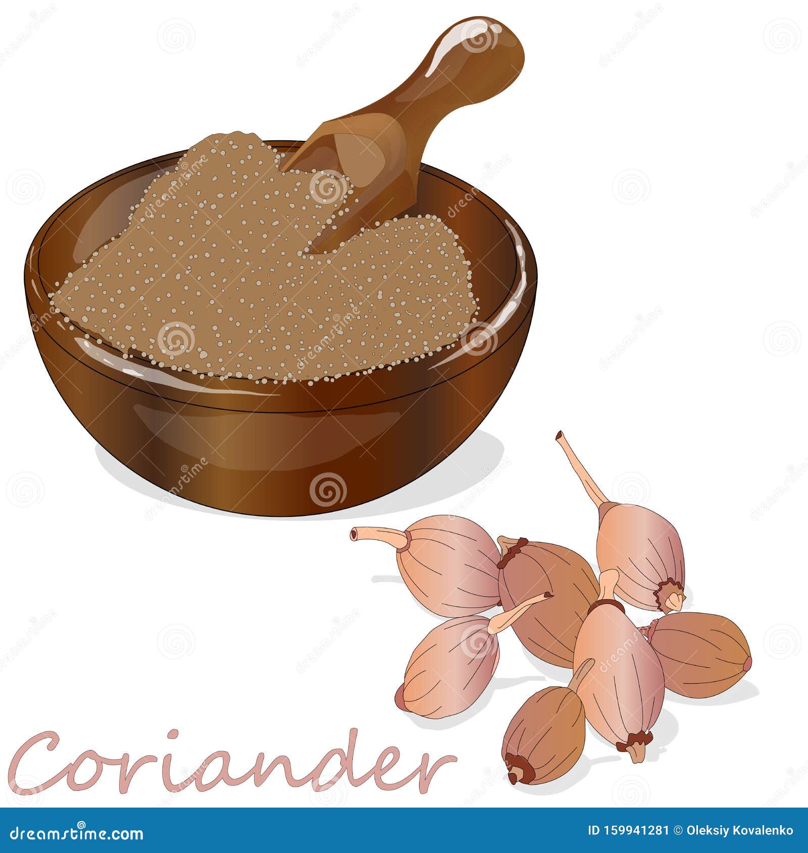 Fresh Coriander or Cilantro Herb.Coriander Powder in the Cup Stock