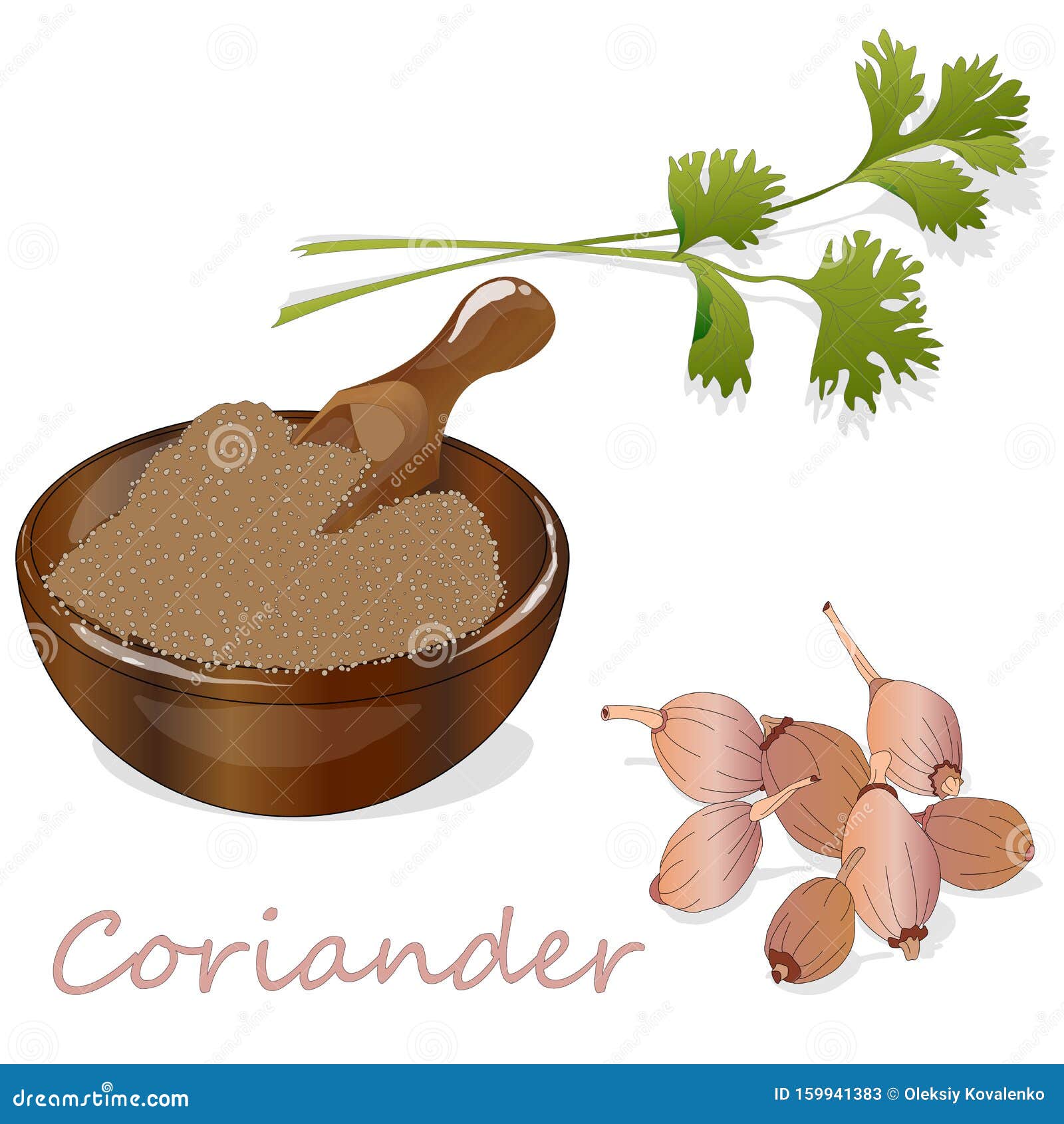 Fresh Coriander or Cilantro Herb.Coriander Powder in the Cup Stock