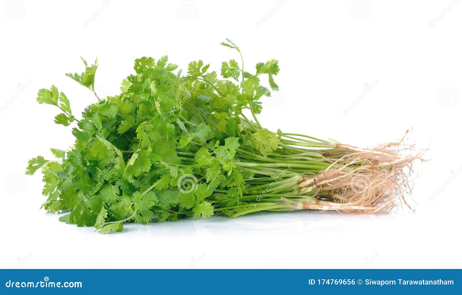 Fresh Coriander Cilantro with Roots on White Background Stock Photo