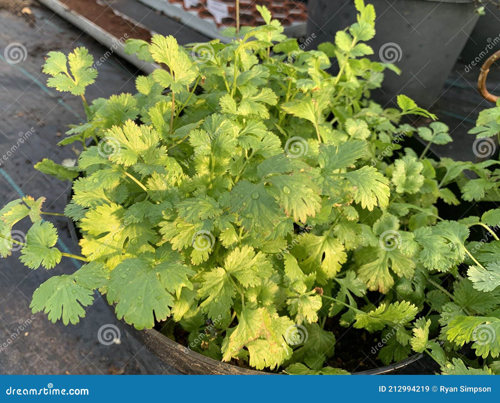 Fresh coriander stock image. Image of indian, coriander 212994219