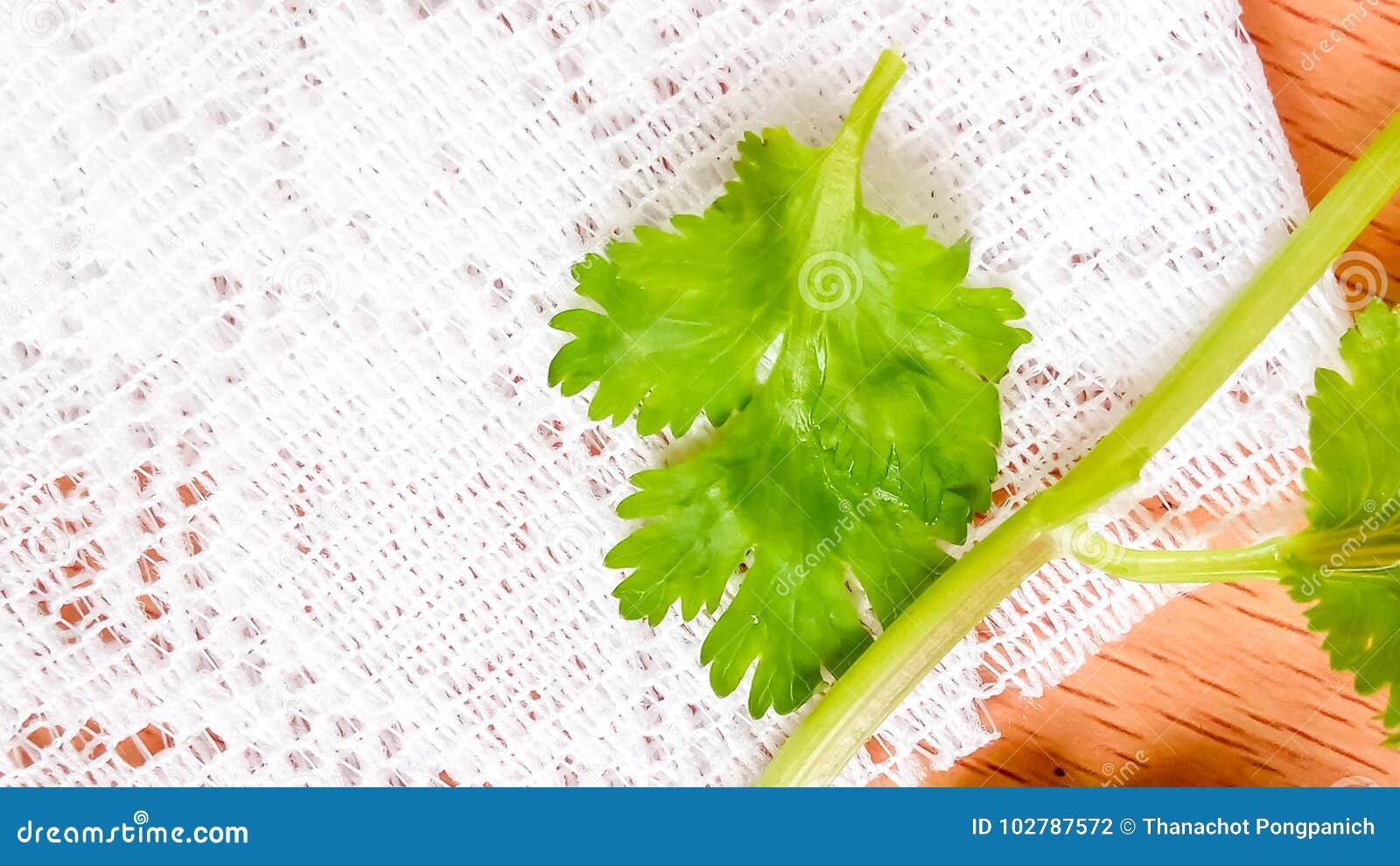 Fresh coriander stock photo. Image of food, herb, vegetable 102787572