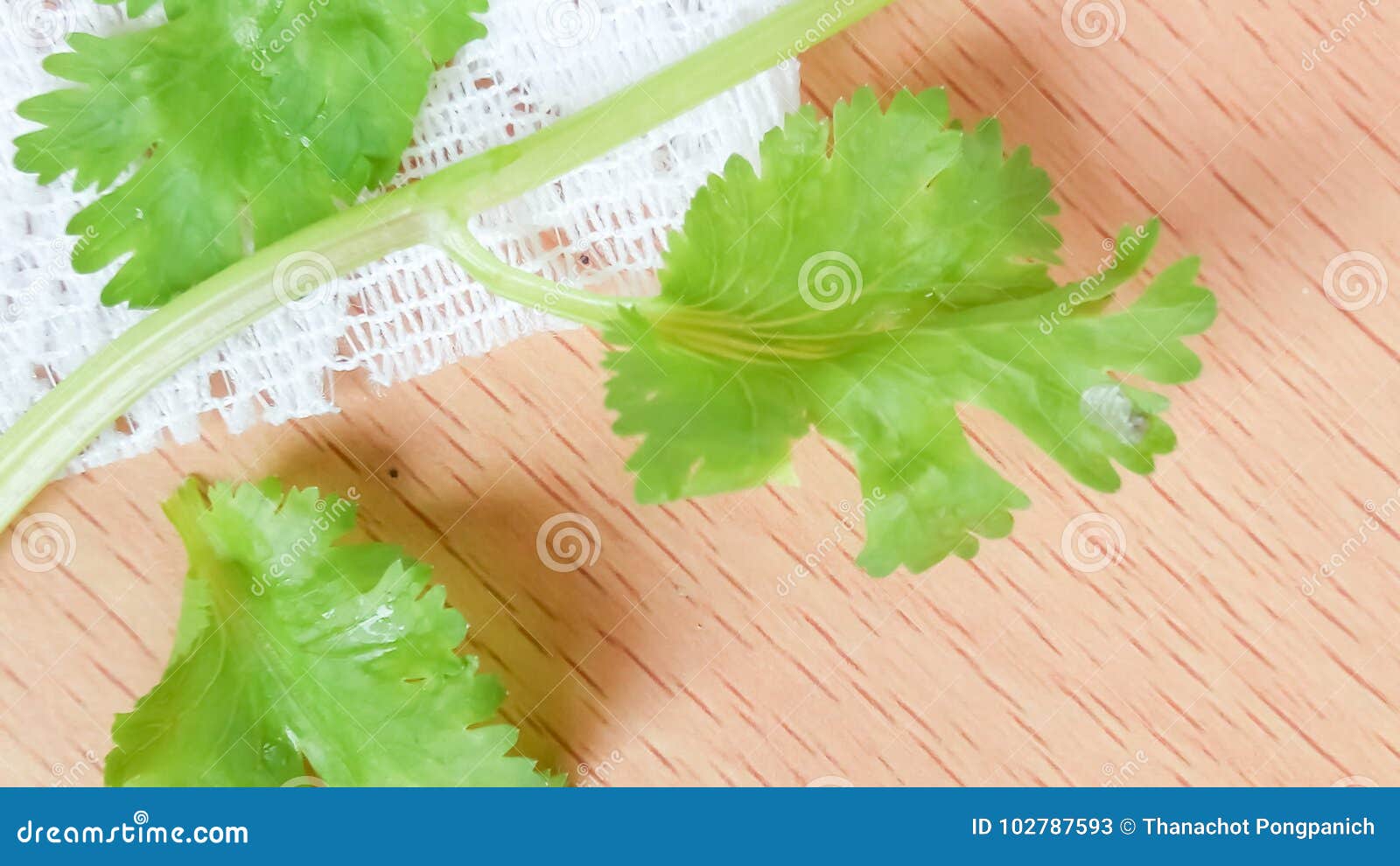 Fresh coriander stock image. Image of produce, herb 102787593
