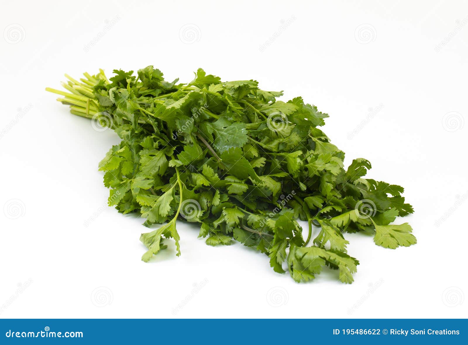 Fresh Coriander or Indian Dhaniya on White Background Stock Photo