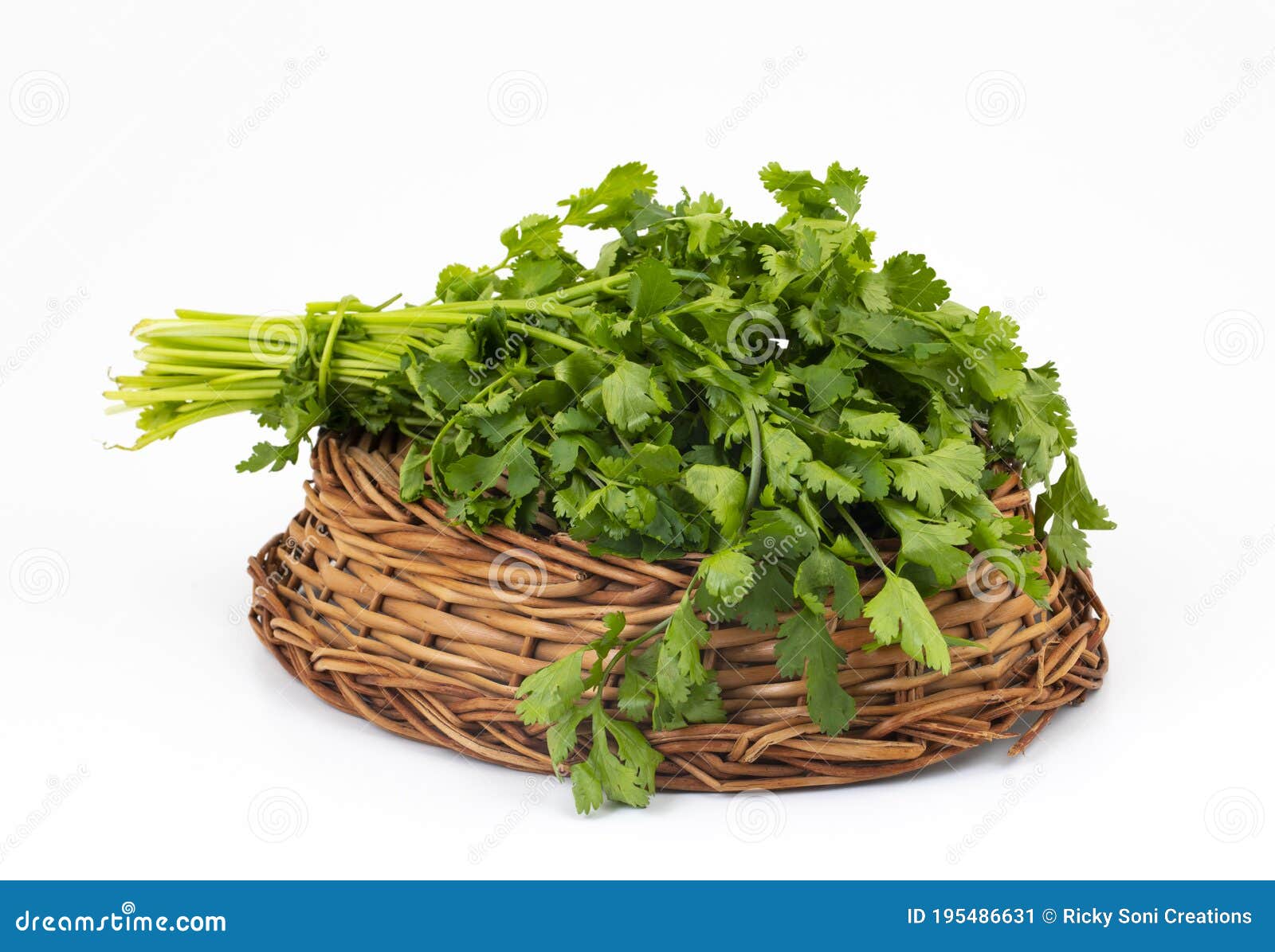 Fresh Coriander or Indian Dhaniya on White Background Stock Image