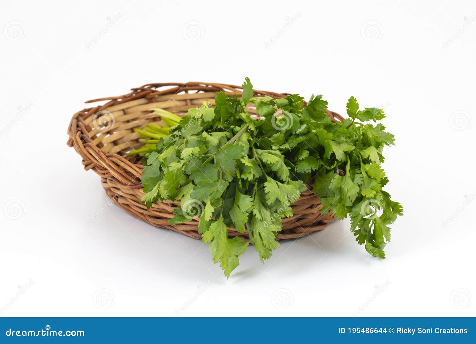 Fresh Coriander or Indian Dhaniya on White Background Stock Photo