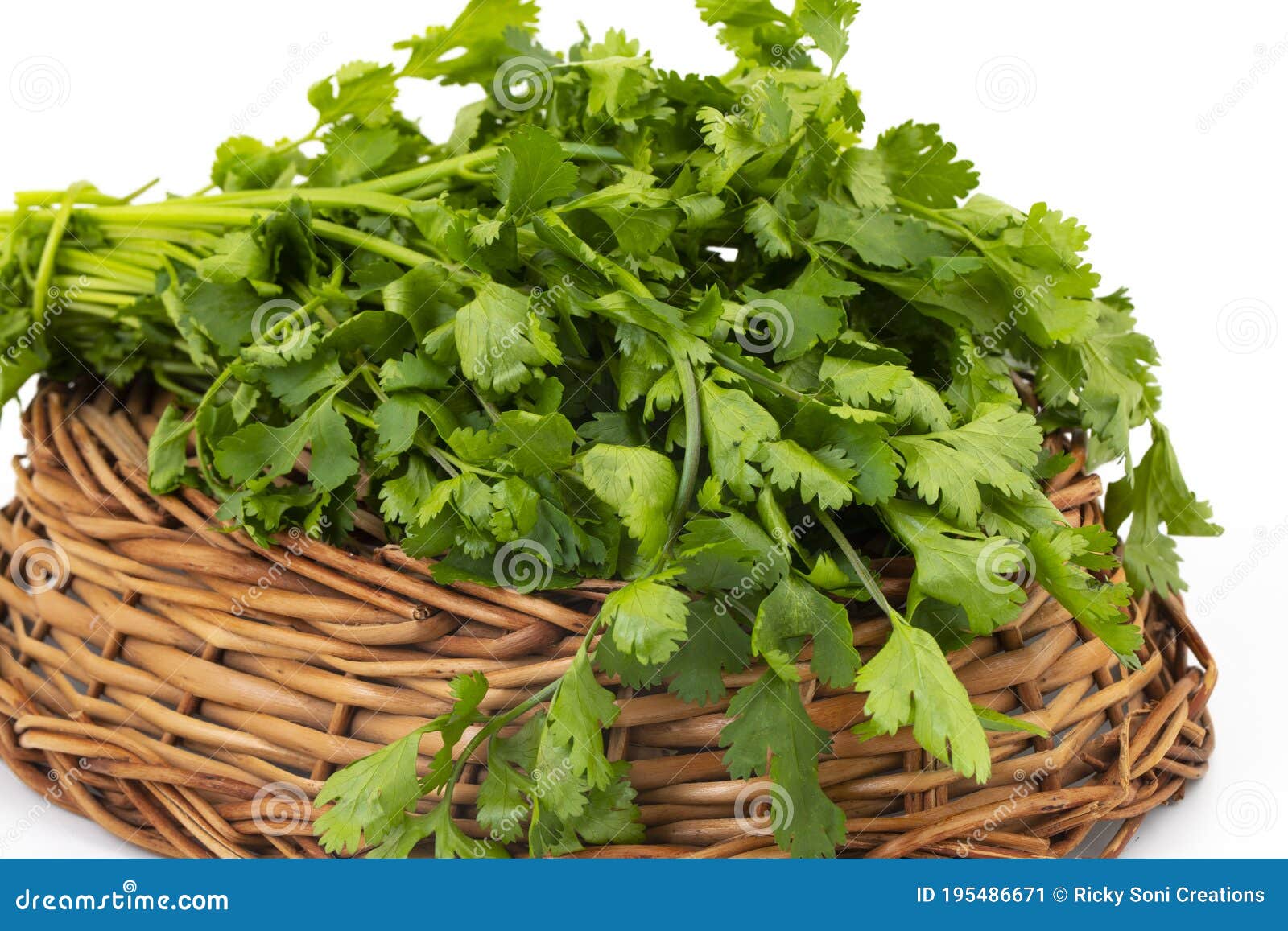 Fresh Coriander or Indian Dhaniya on White Background Stock Image