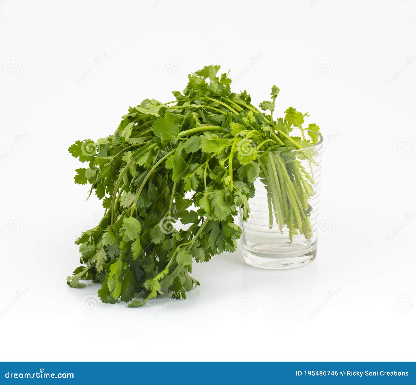Fresh Coriander or Indian Dhaniya on White Background Stock Photo