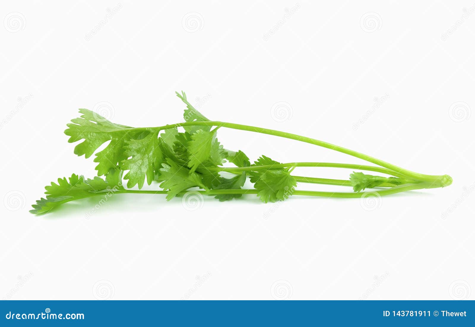 Fresh Coriander with Leaves Cutting on Farming Stock Image Image of
