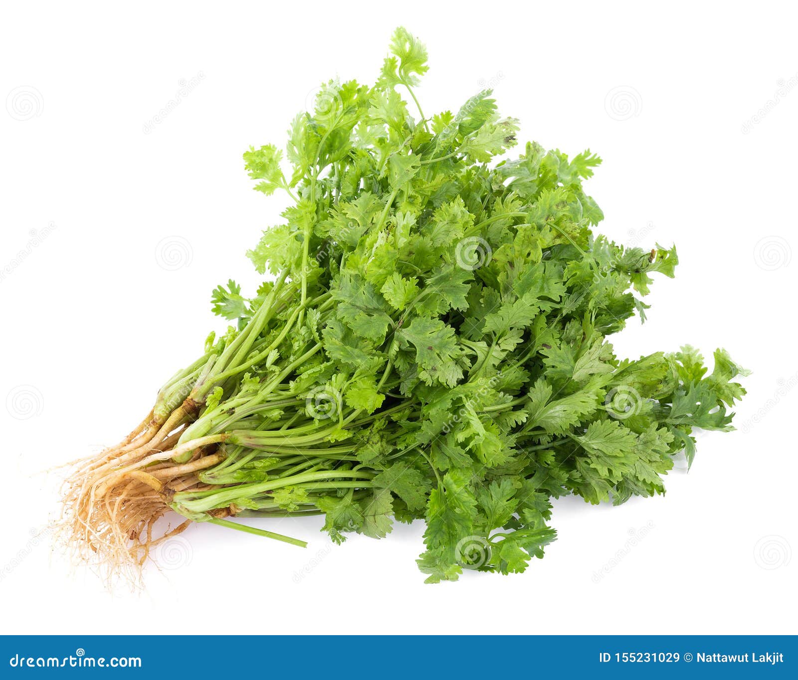 Fresh Coriander Leaves on White Background Stock Image Image of